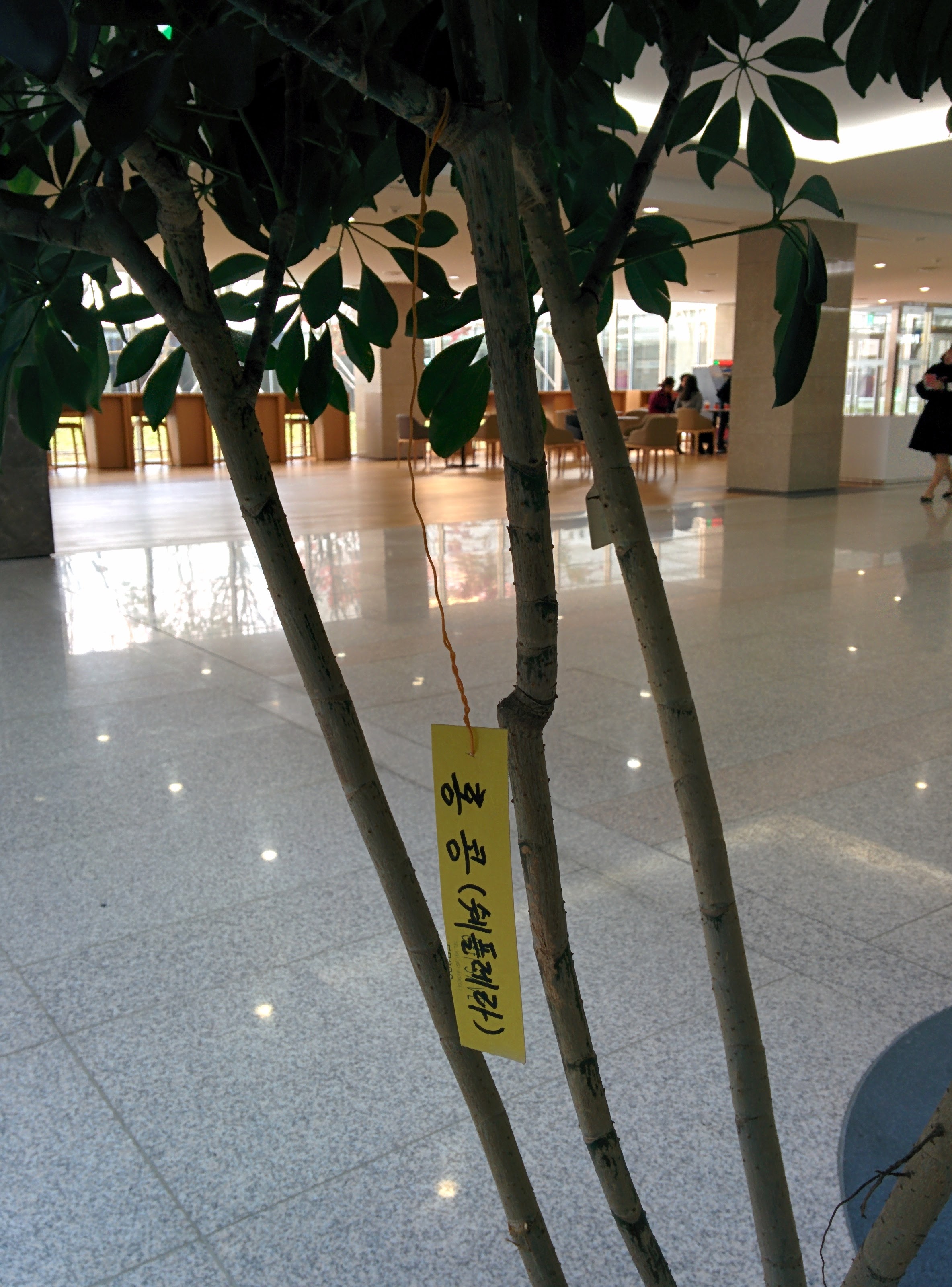 IMG_20151102_123713.jpg 9개 잎 한데 모여나는 홍콩야자(쉐플레라)