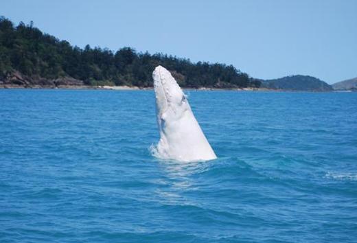 20110930153635148.jpg “전세계 1마리”…희귀한 ‘흰혹등고래’ 새끼 발견 