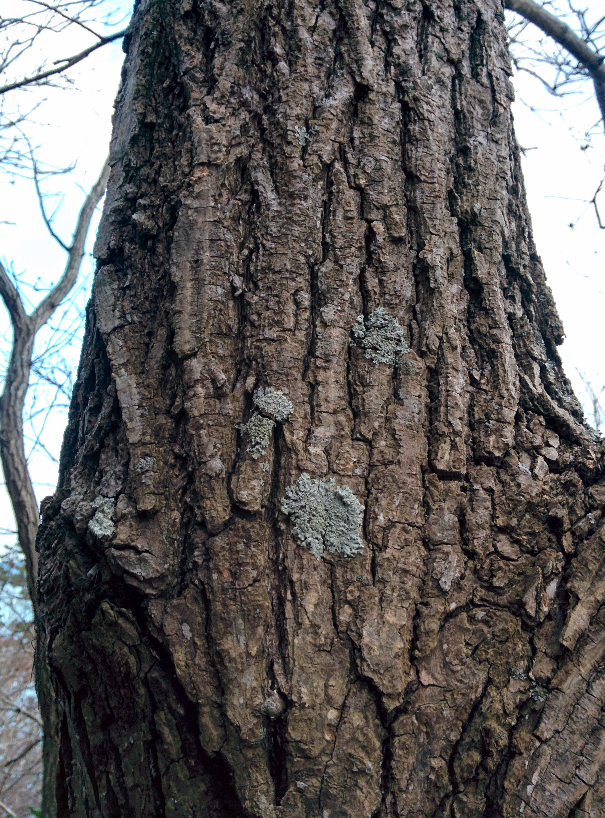 IMG_20151229_161249.jpg 껍질이 두터운 키큰 굴피나무