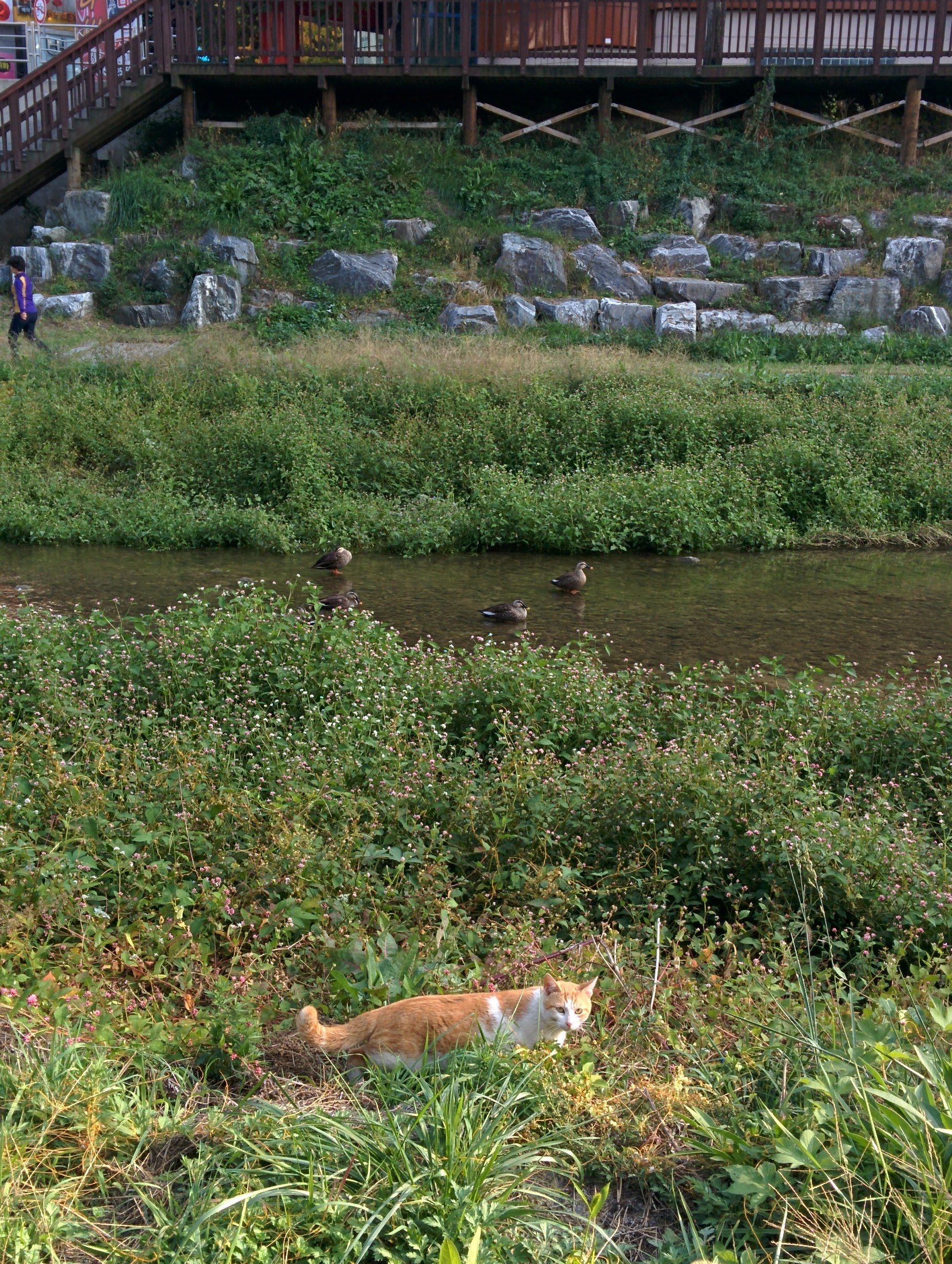 IMG_20151018_153357.jpg 냇가에서 노는 고양이 한마리... 川고양이