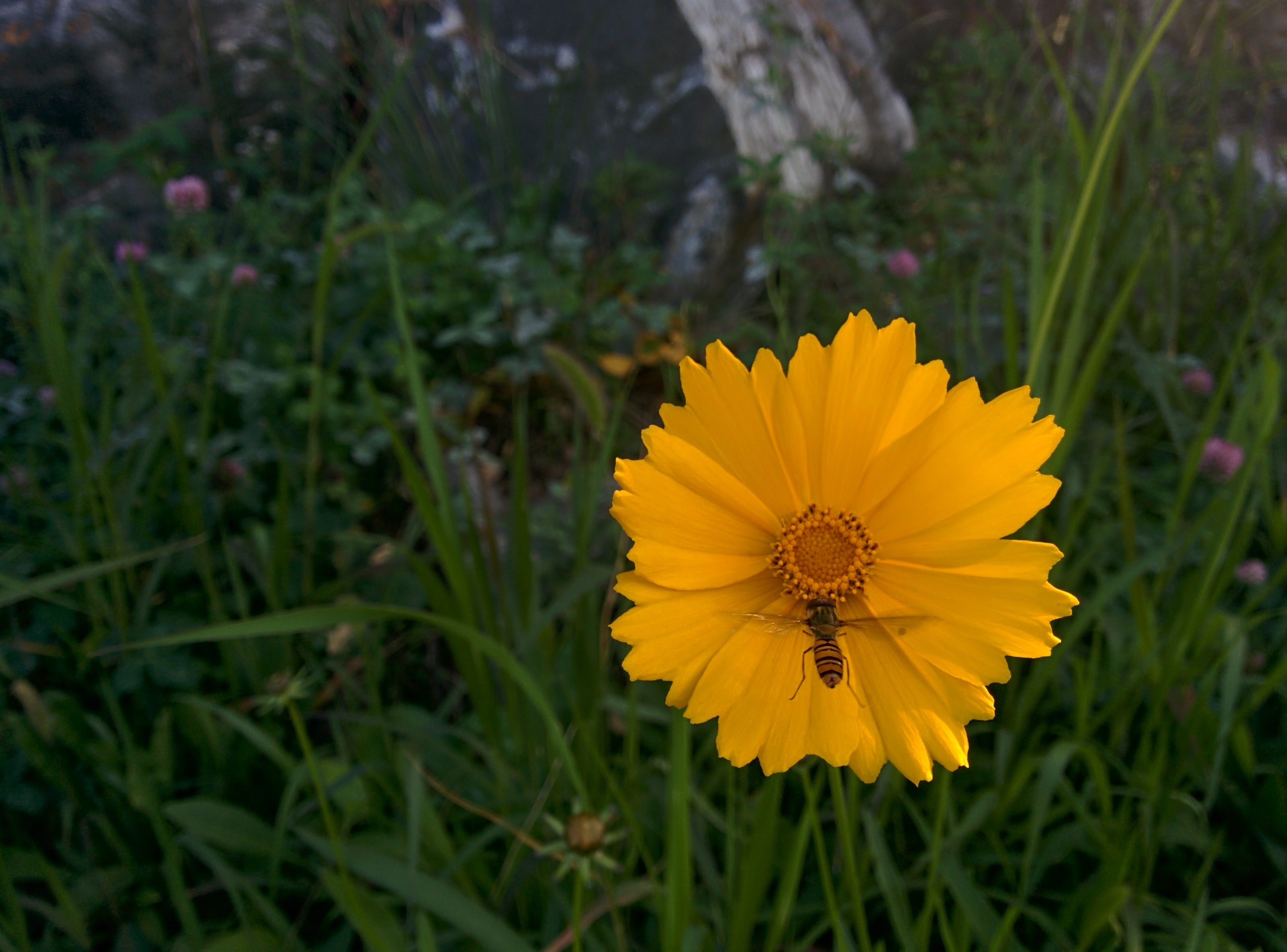 IMG_20151025_152359.jpg 황금색 큰금계국 꽃에 앉은 호리꽃등에