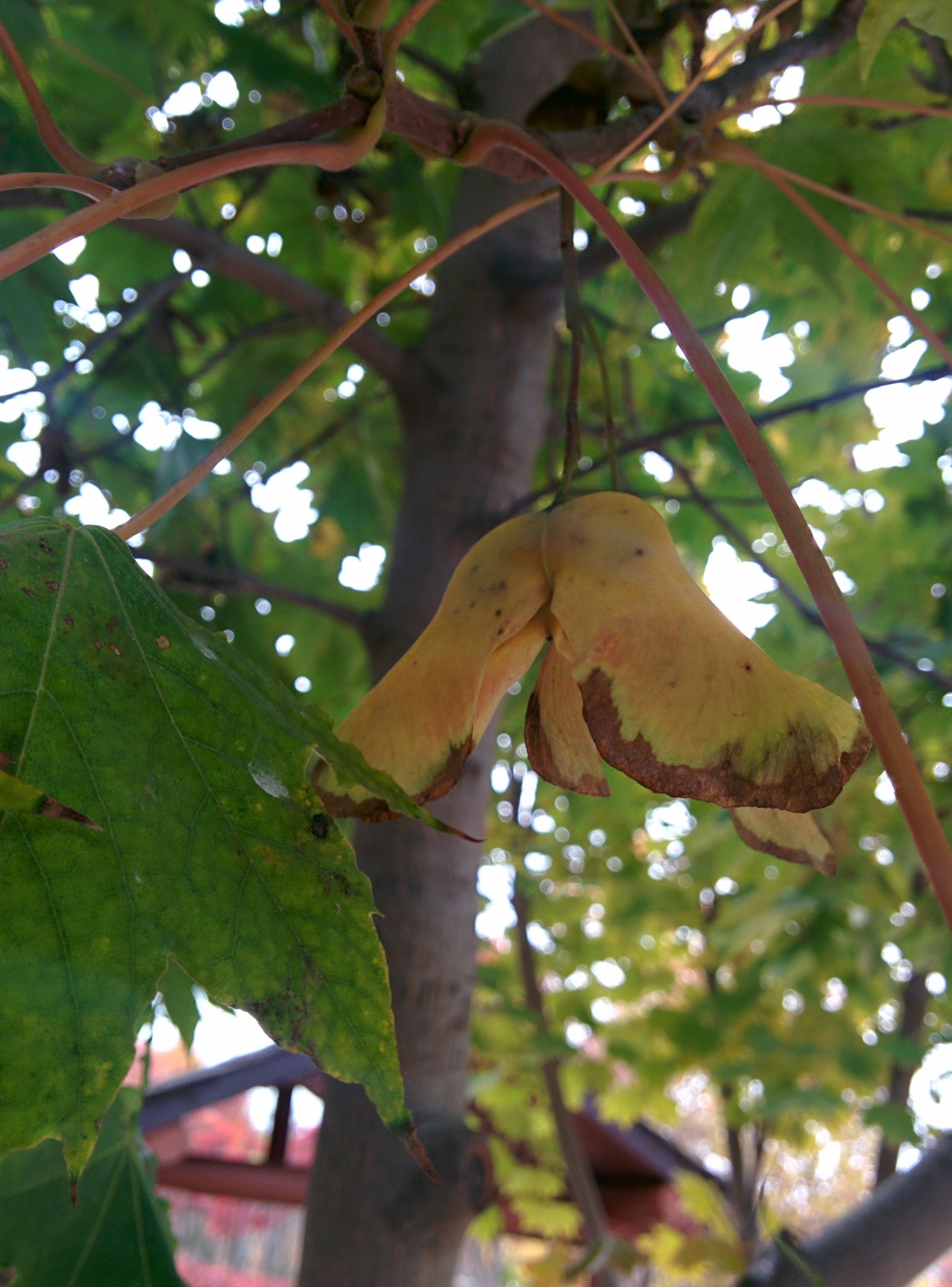 IMG_20151106_150156.jpg 넓적한 잎의 우산고로쇠나무 날개열매