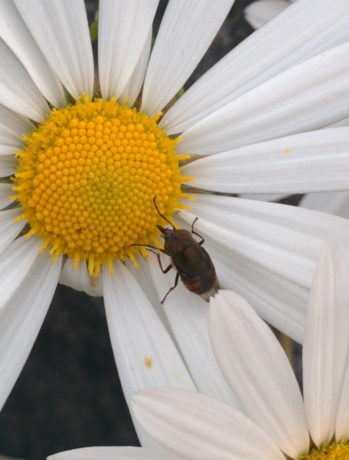 IMG_20151003_154327.jpg 하얀 무궁화 꽃을 입이 길고 뾰족한 파리, 점박이꽃검정파리