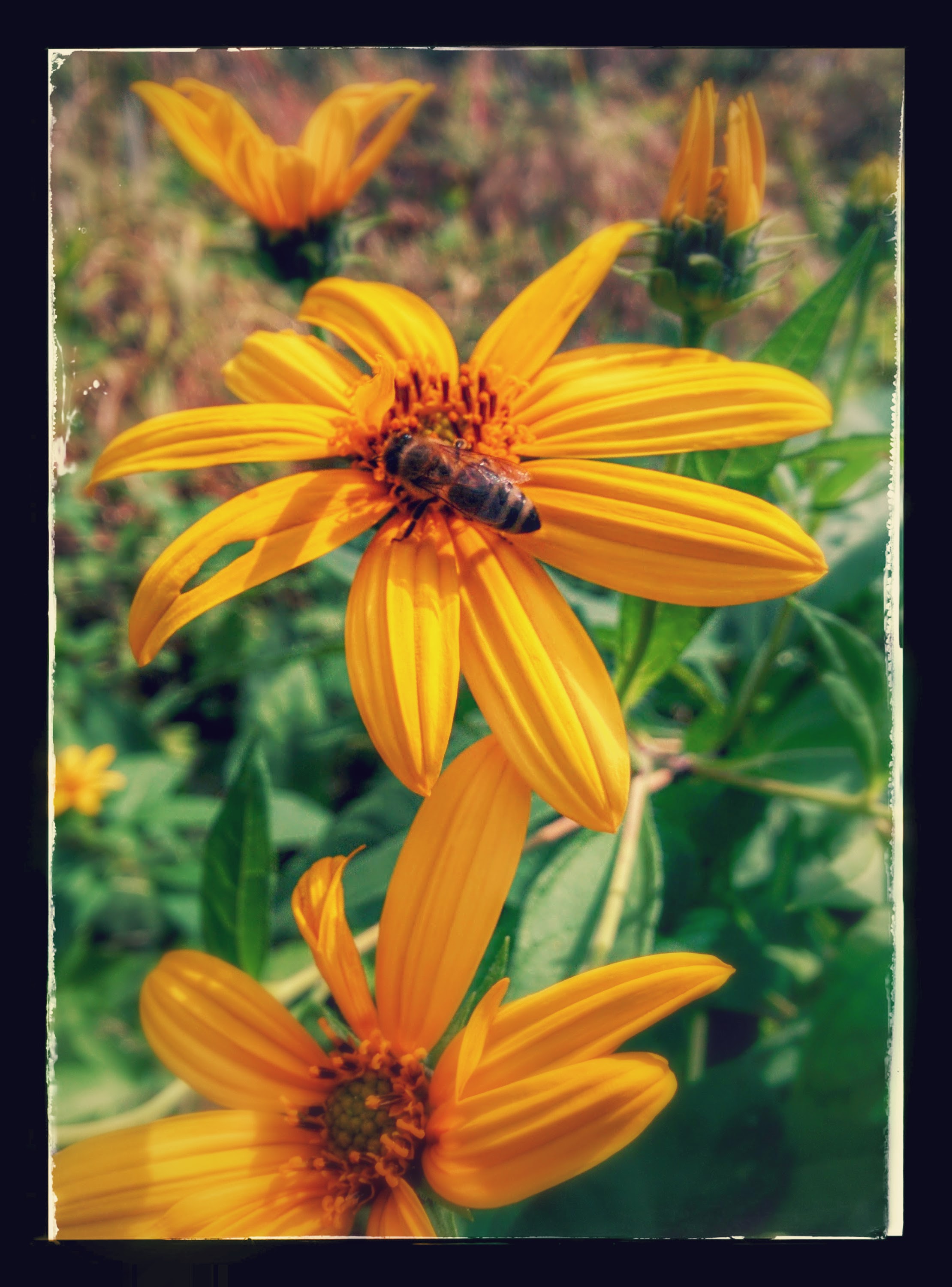 IMG_20151004_113952-EFFECTS.jpg 노란색 뚱딴지 꽃을 찾은 재래꿀벌