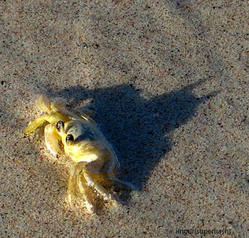 batcrab04.jpg Shadow, the Bat Crab