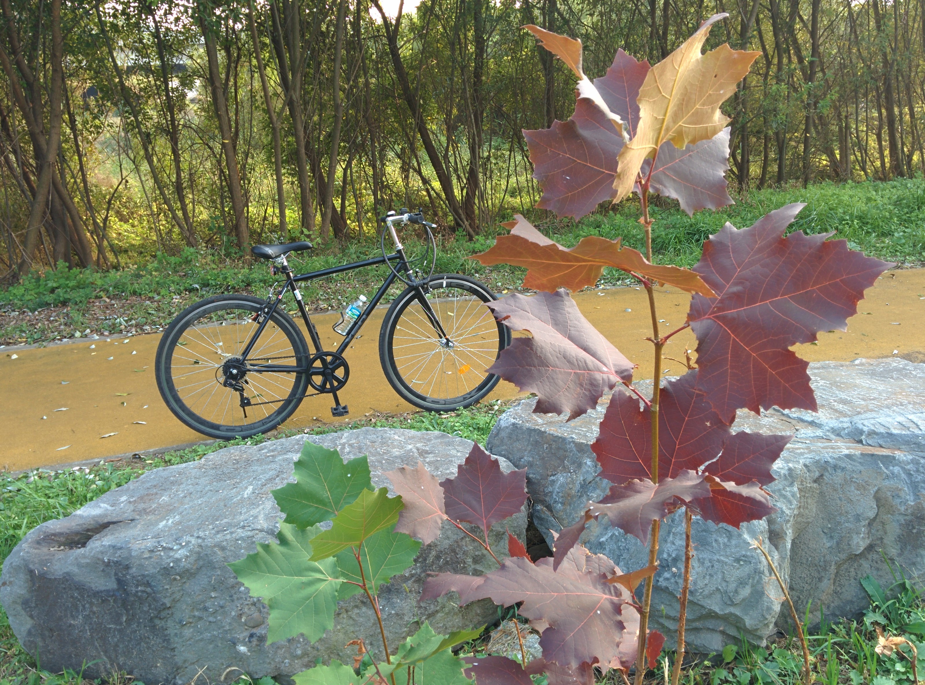 IMG_20151003_164115.jpg 어린 플라타나스 나무와 자전거 (양버즘나무)