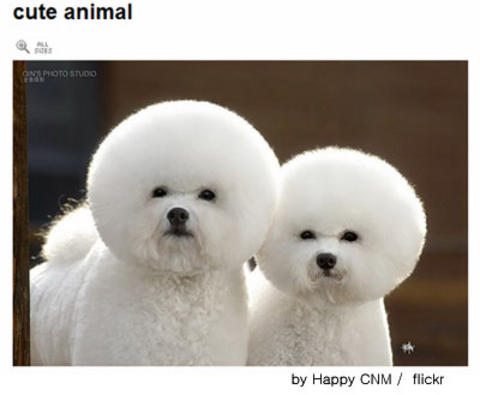 dogcirclehair.jpg