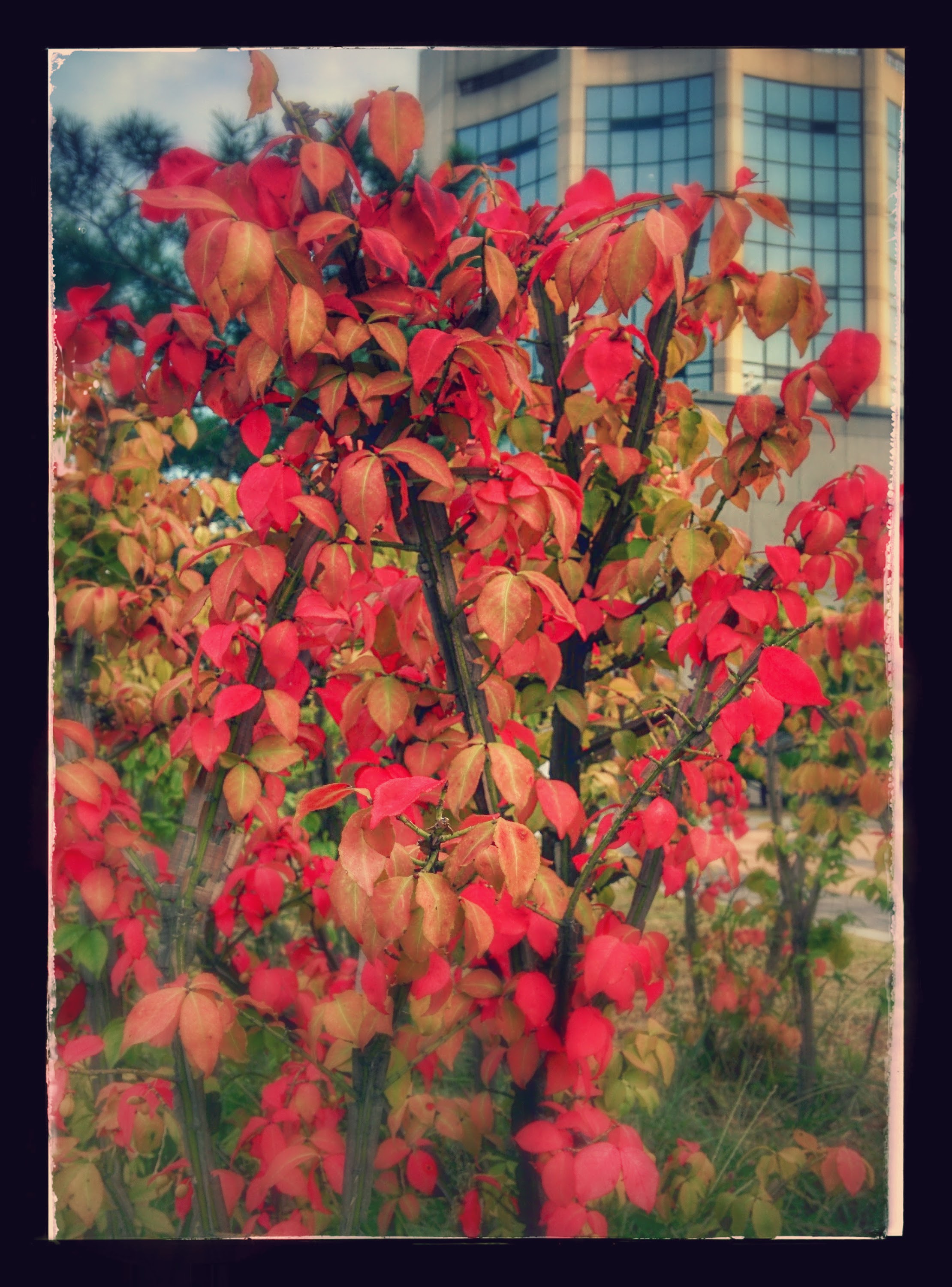 IMG_20150918_172955-EFFECTS.jpg 단풍처럼 붉게 물든 화살나무, 작은 열매를 맺다.