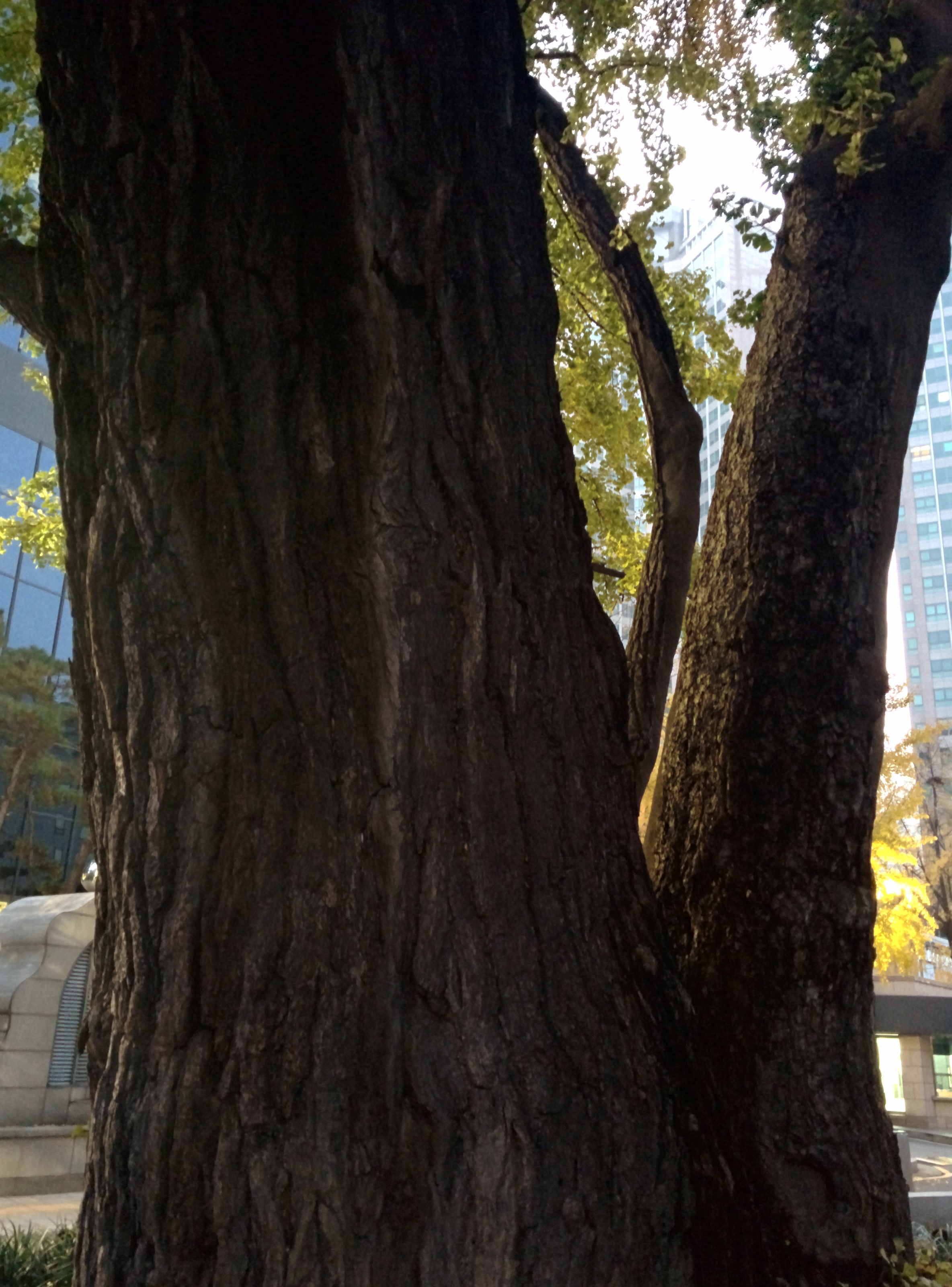 IMG_20151110_065014.jpg 서울의 500년 묵은 은행나무 노거수