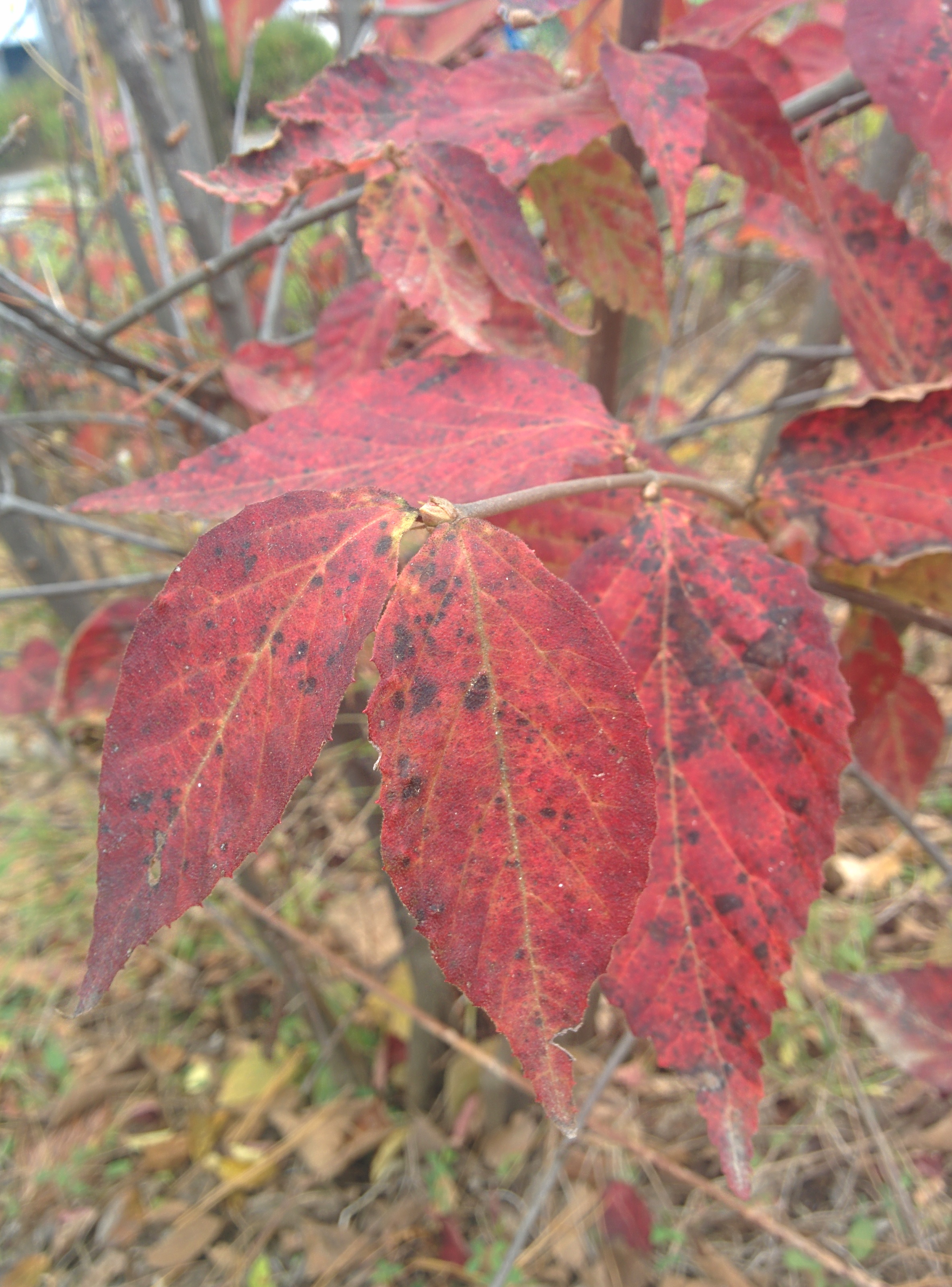 IMG_20151106_143528.jpg 붉은색 단풍, 빨간색 열매가 예쁜 관목... 덜꿩나무