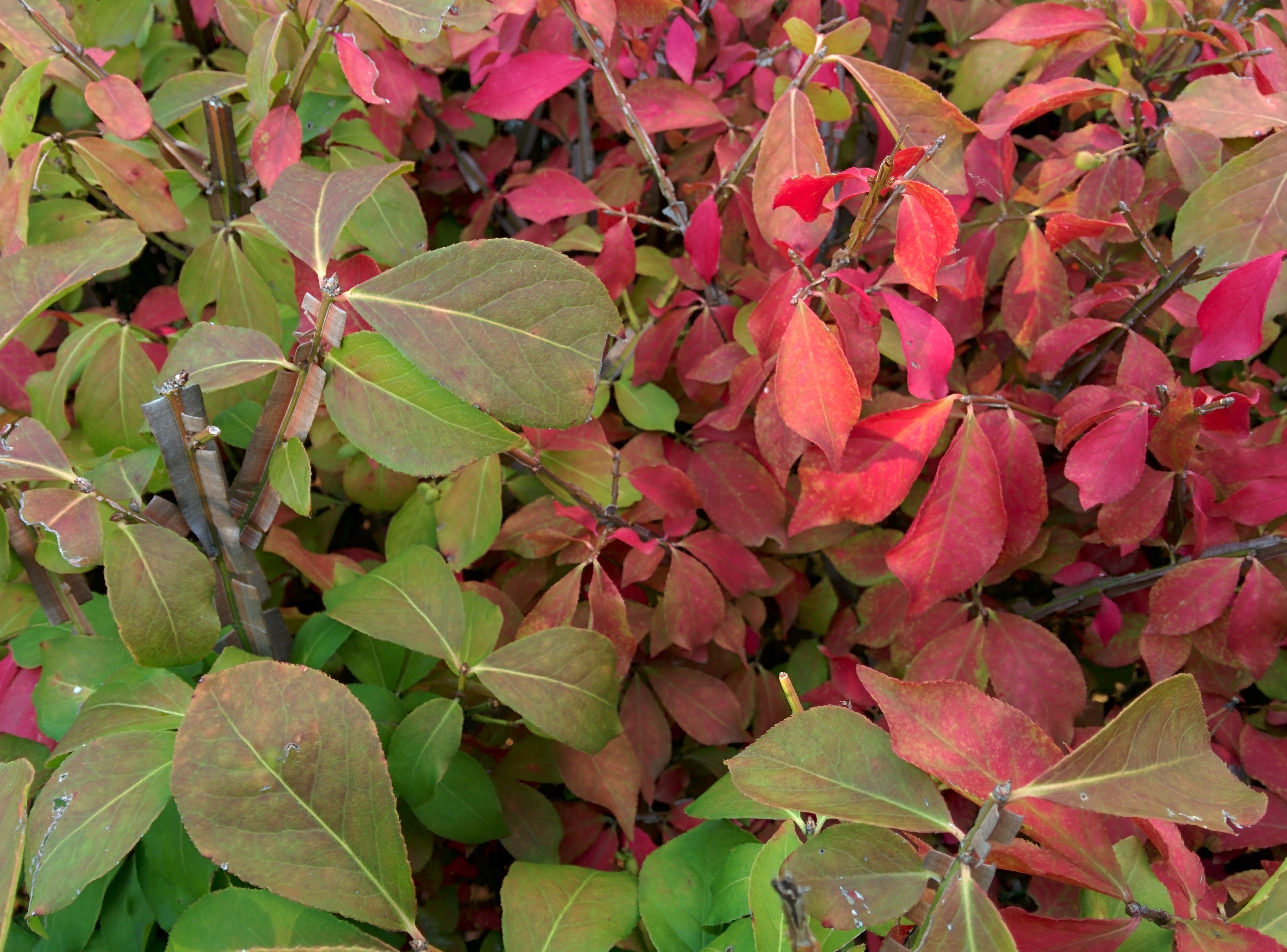 IMG_20151006_164818.jpg 붉게 단풍이 물드는 가을의 화살나무