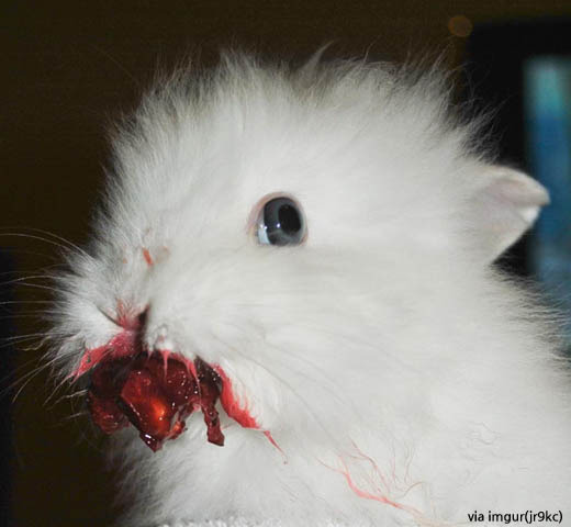 cherryrabii06.jpg 체리 먹는 하얀 토끼, ‘공포 토끼’가 되었네 