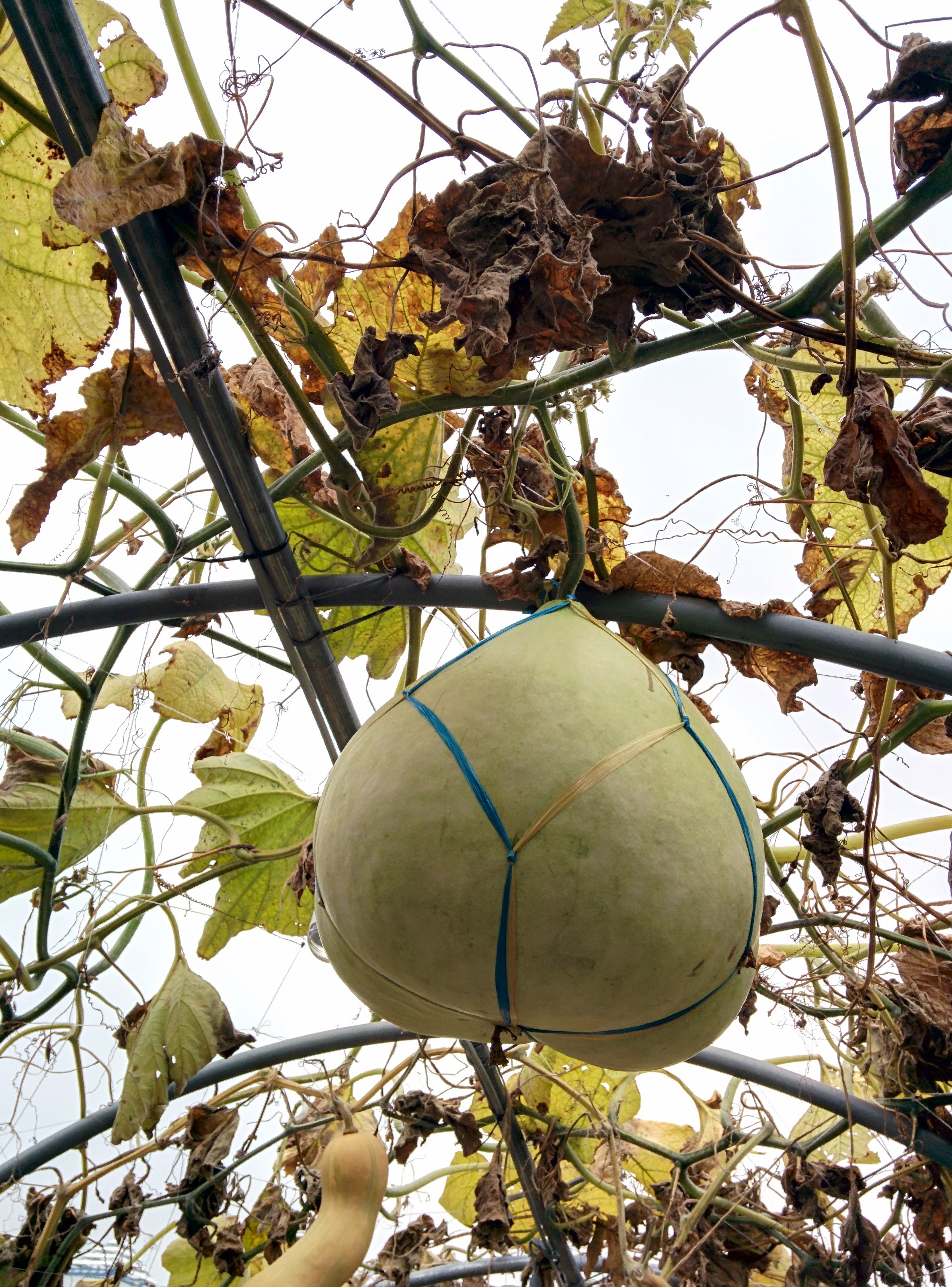 IMG_20151024_131625.jpg 박속박... 전통적인 박 열매