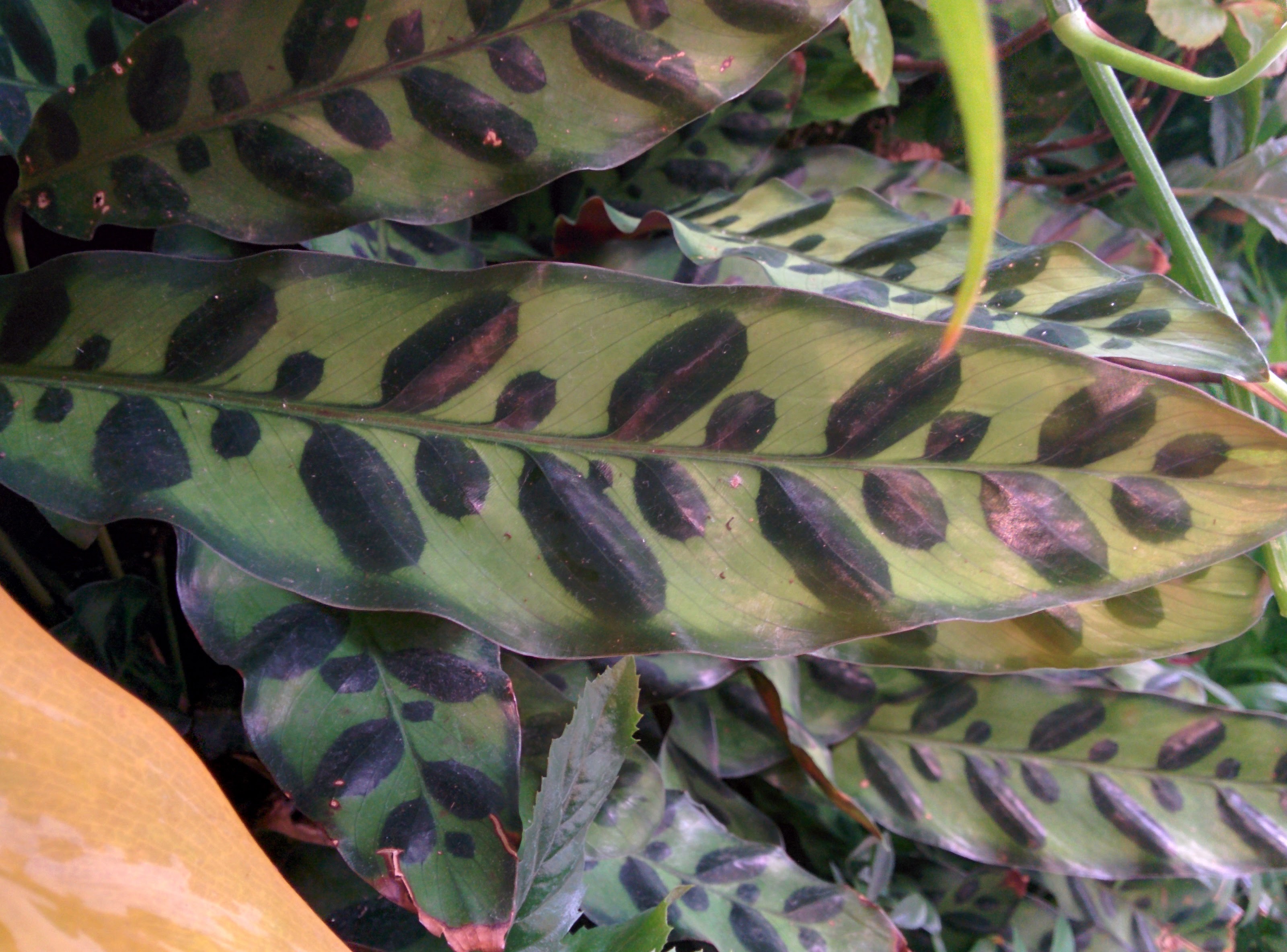 IMG_20151110_090002.jpg 잎속의 잎... 검은색 무늬 잎의 실내식물... 화살깃파초(Calathea makoyana)
