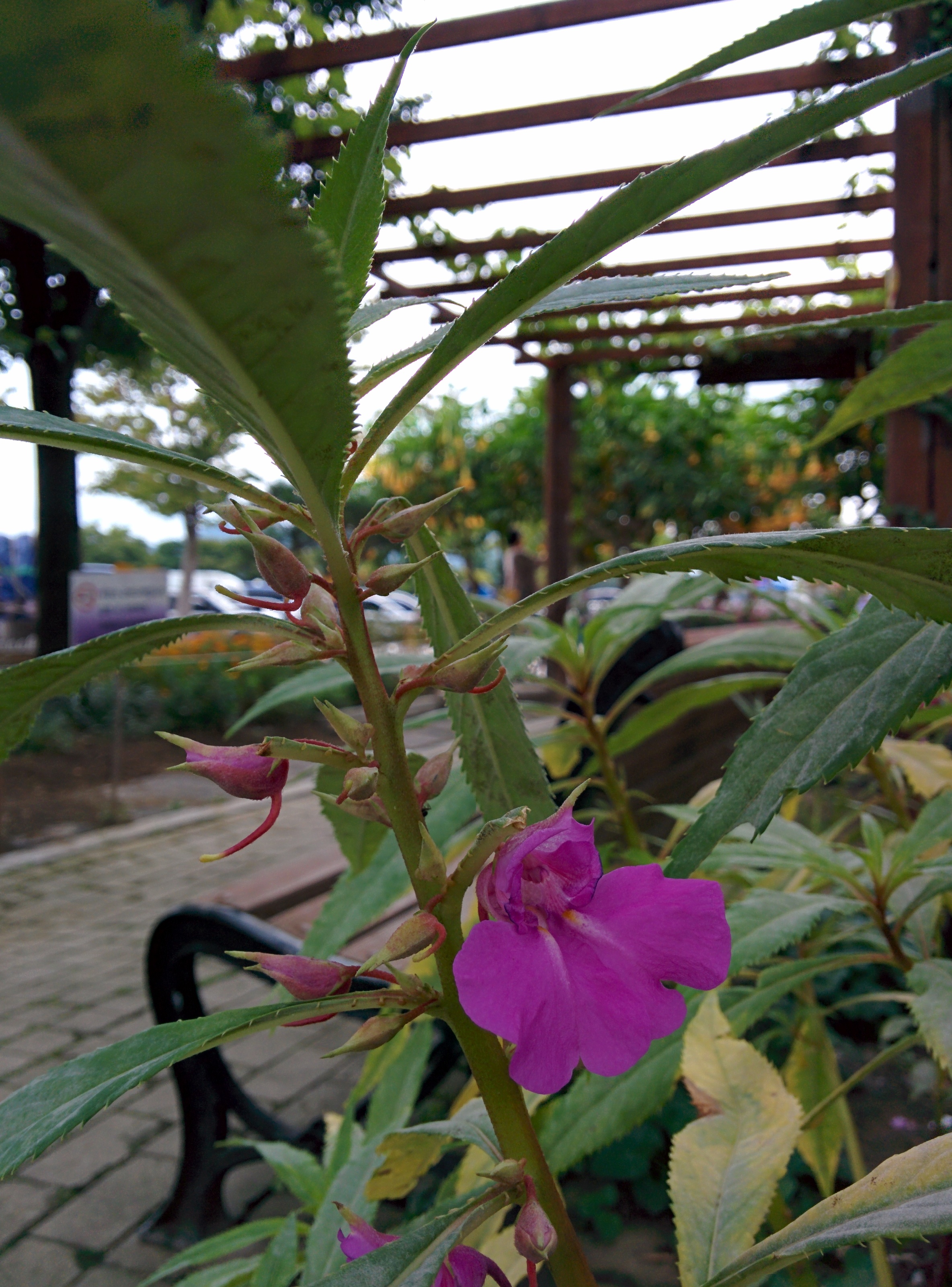 IMG_20150912_162208.jpg 옅은 분홍색 짙은 분홍색 봉선화(봉숭아) 꽃