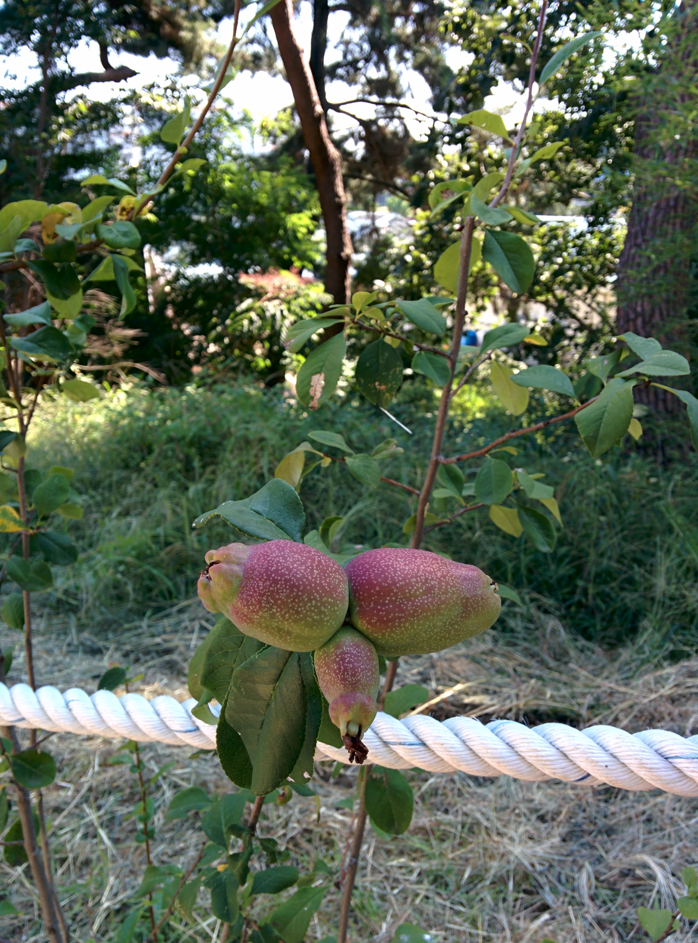 IMG_20150909_144338.jpg 길가 울타리에서 열매를 맺은 명자나무(산당화)