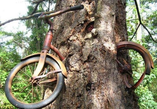jang7445201301021447330_59_20130102145142.jpg 나무에 박힌 녹슨 자전거, 이유는? 