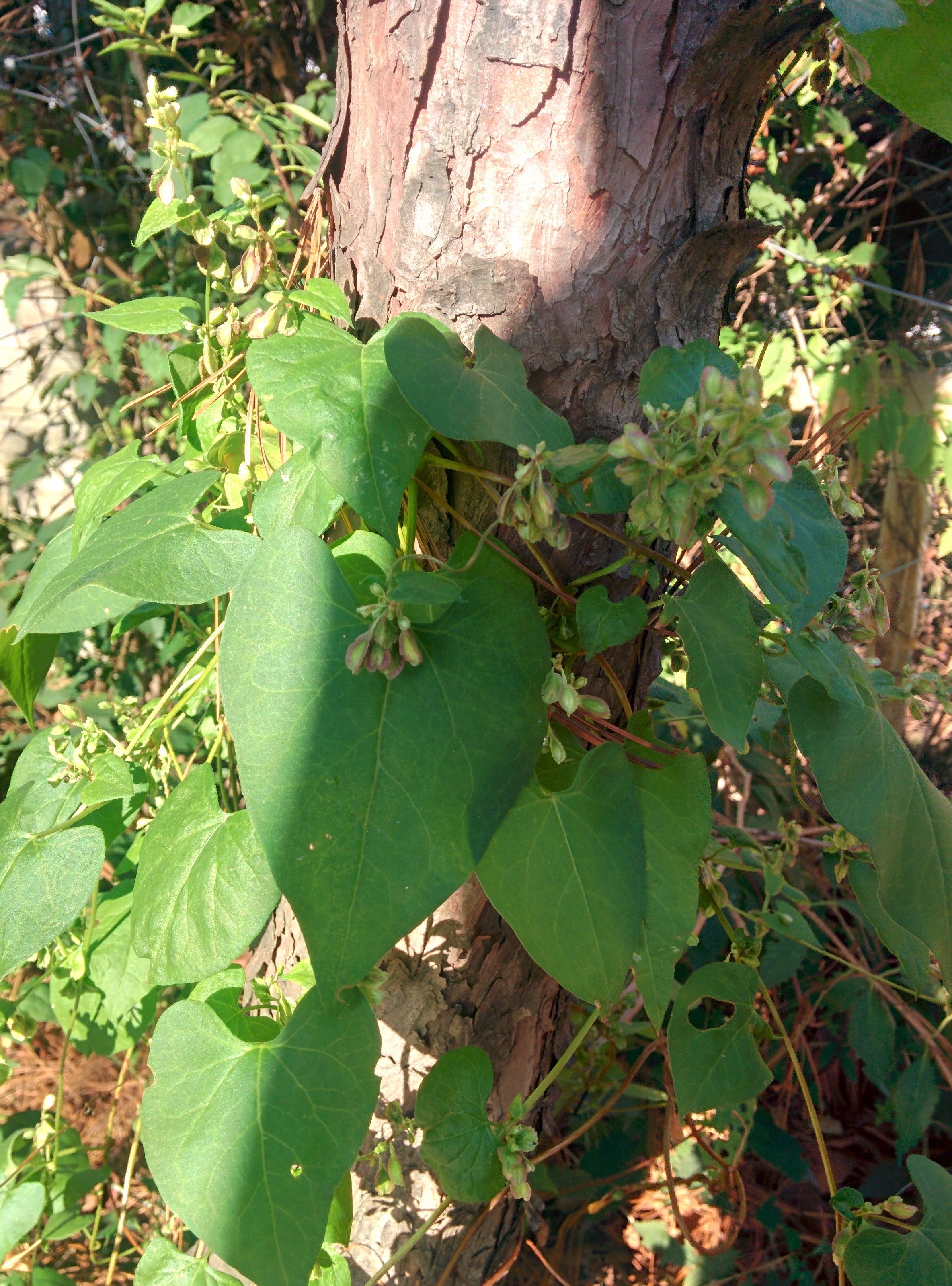 IMG_20151015_151455.jpg 소나무를 타고 오른 덩굴식물의 열매 (잎은 박주가리 닮았다) -- 하수오(적하수오)