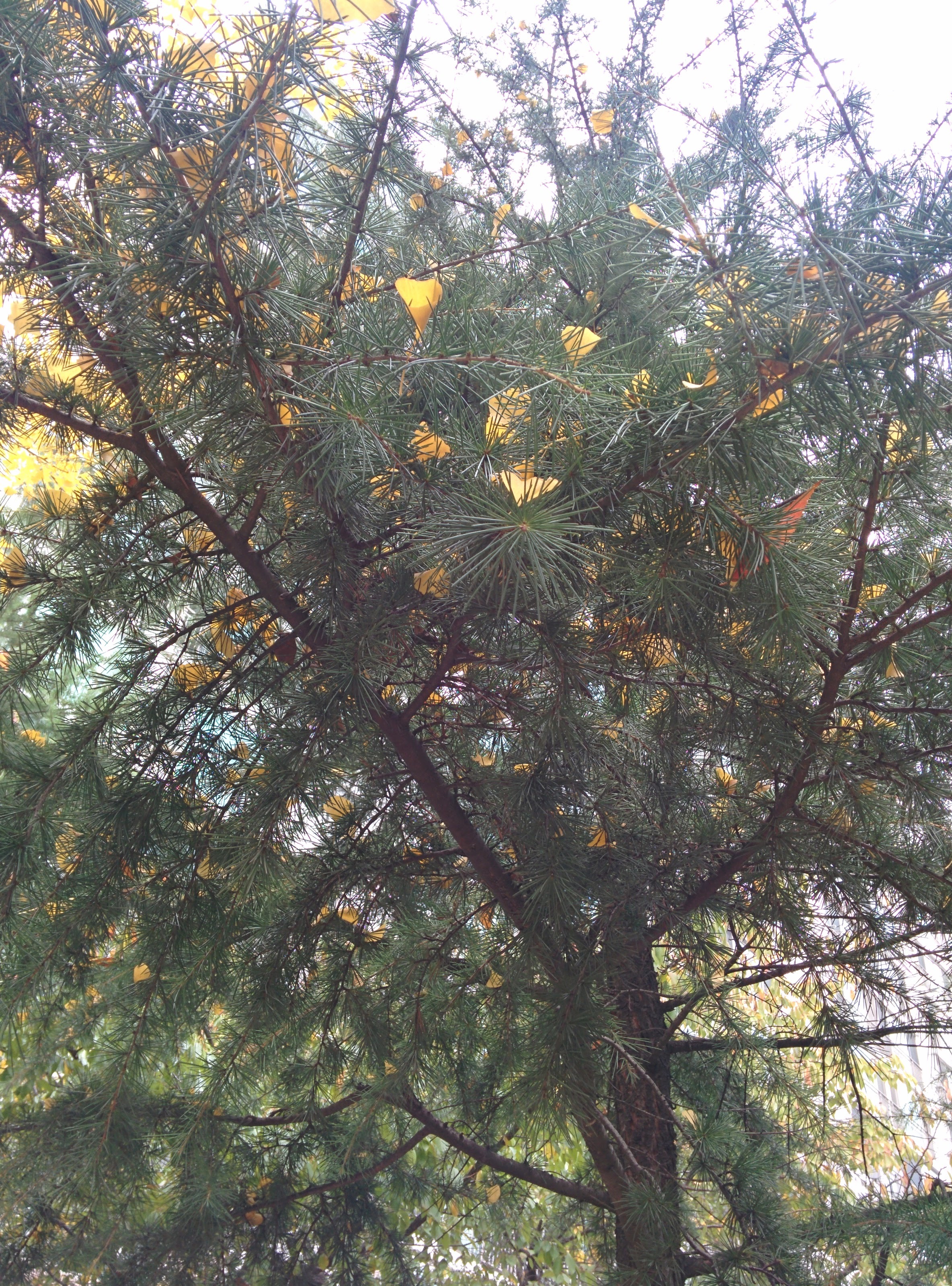 IMG_20151024_134646.jpg 은행 단풍... 은행나무 가로수에 노란 가을 단풍이 들다.