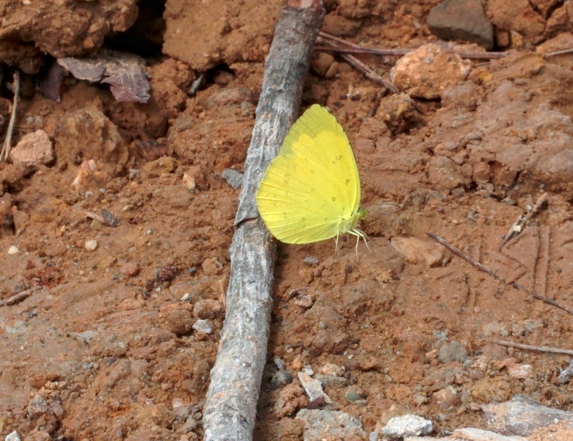 IMG_20150802_153619.jpg 노란색이 고운 나비: 남방노랑나비