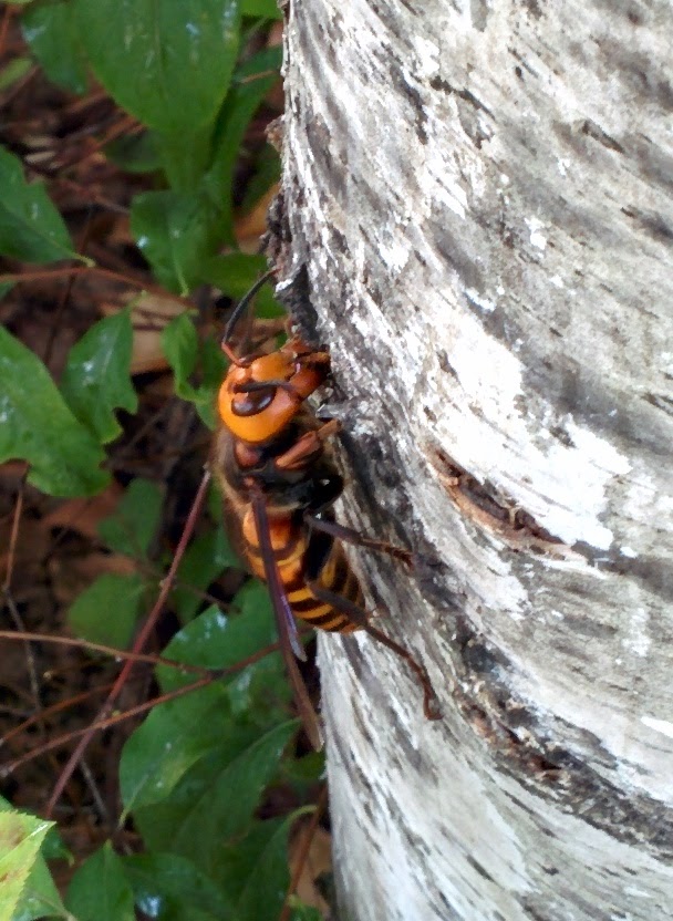 IMG_20151006_163858.jpg 자작나무 수액을 빠는 장수말벌