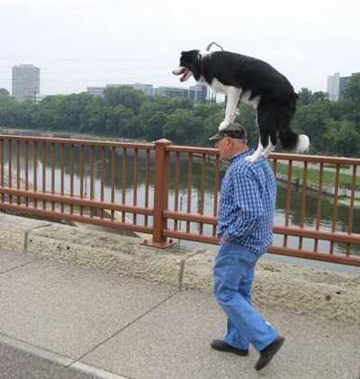 dogwalking16.jpg 개가 상전? 애견 머리에 이고 산책 시키기 