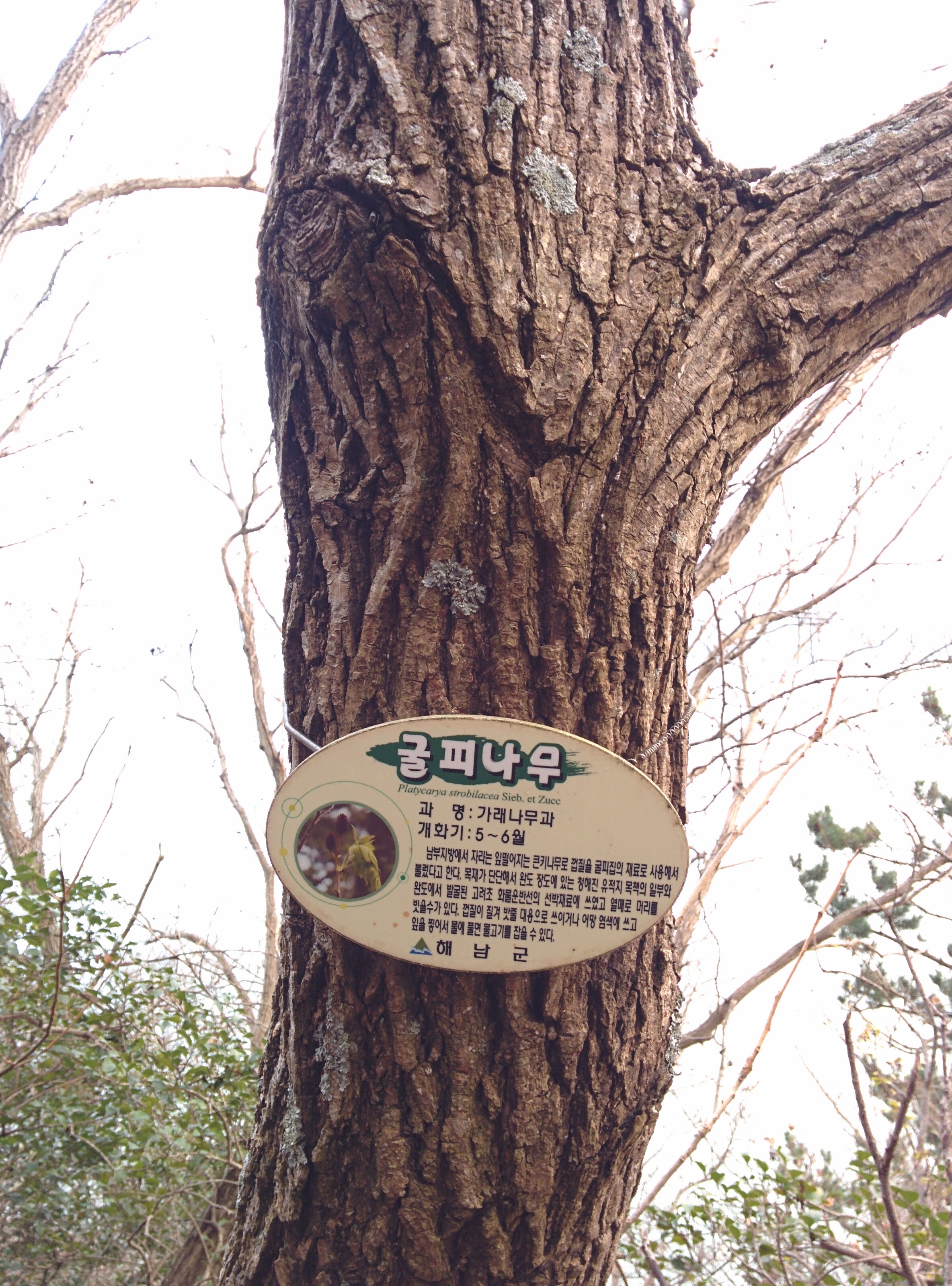 IMG_20151229_161243.jpg 껍질이 두터운 키큰 굴피나무