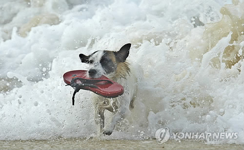 PYH2011051305350034000_P2.jpg 신발 주인 누구에요? 