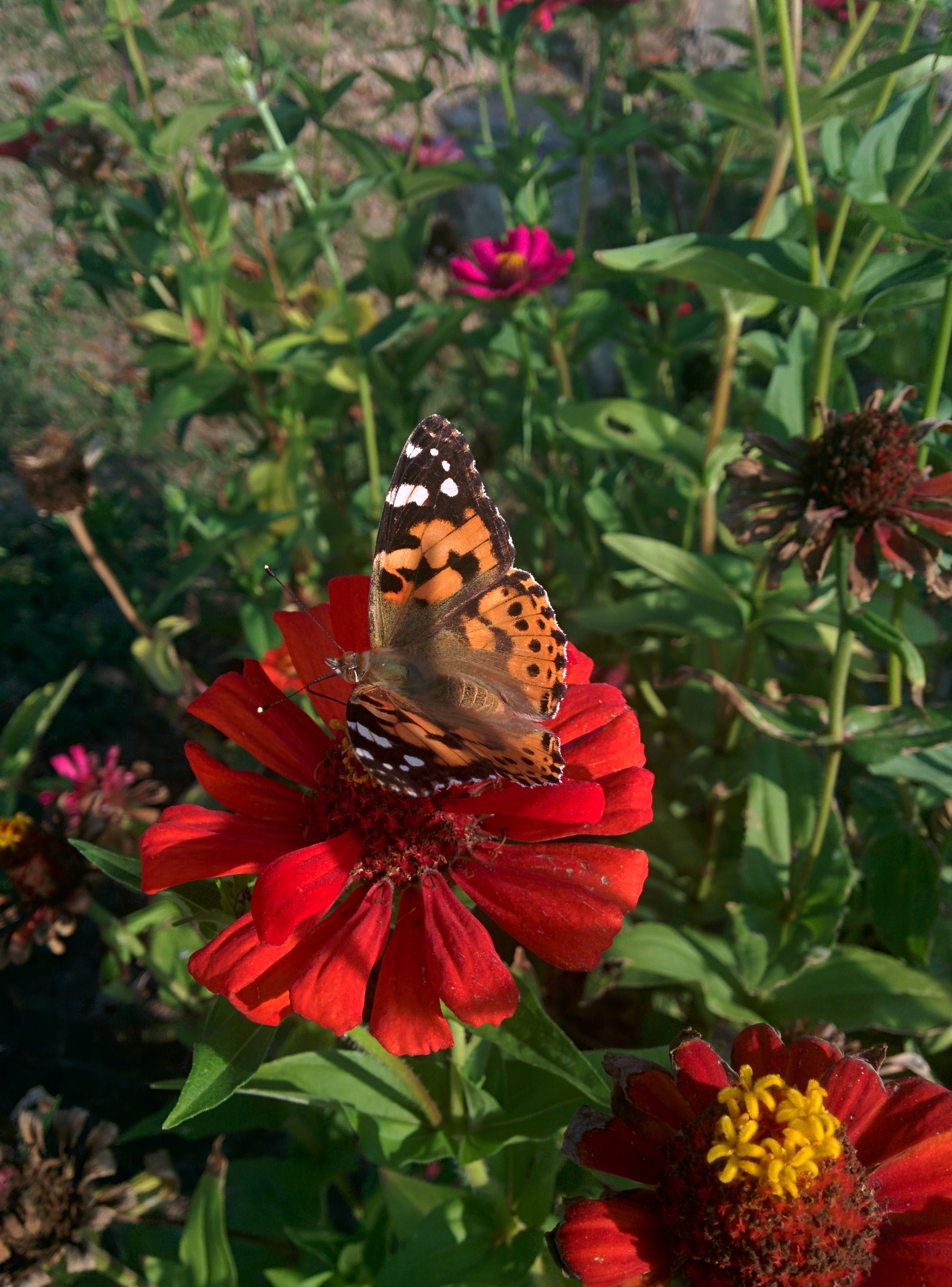IMG_20151025_160032.jpg 백일홍 꽃에서 꿀을 빠는 예쁜 나비... 작은멋쟁이나비