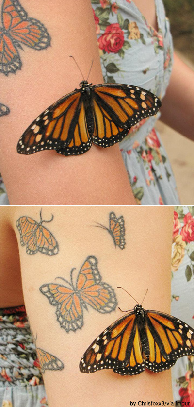 butterfly21052_0_20120521092703.jpg 혼란에 빠진 나비~ 나비 문신과 나비 ‘눈길’ 