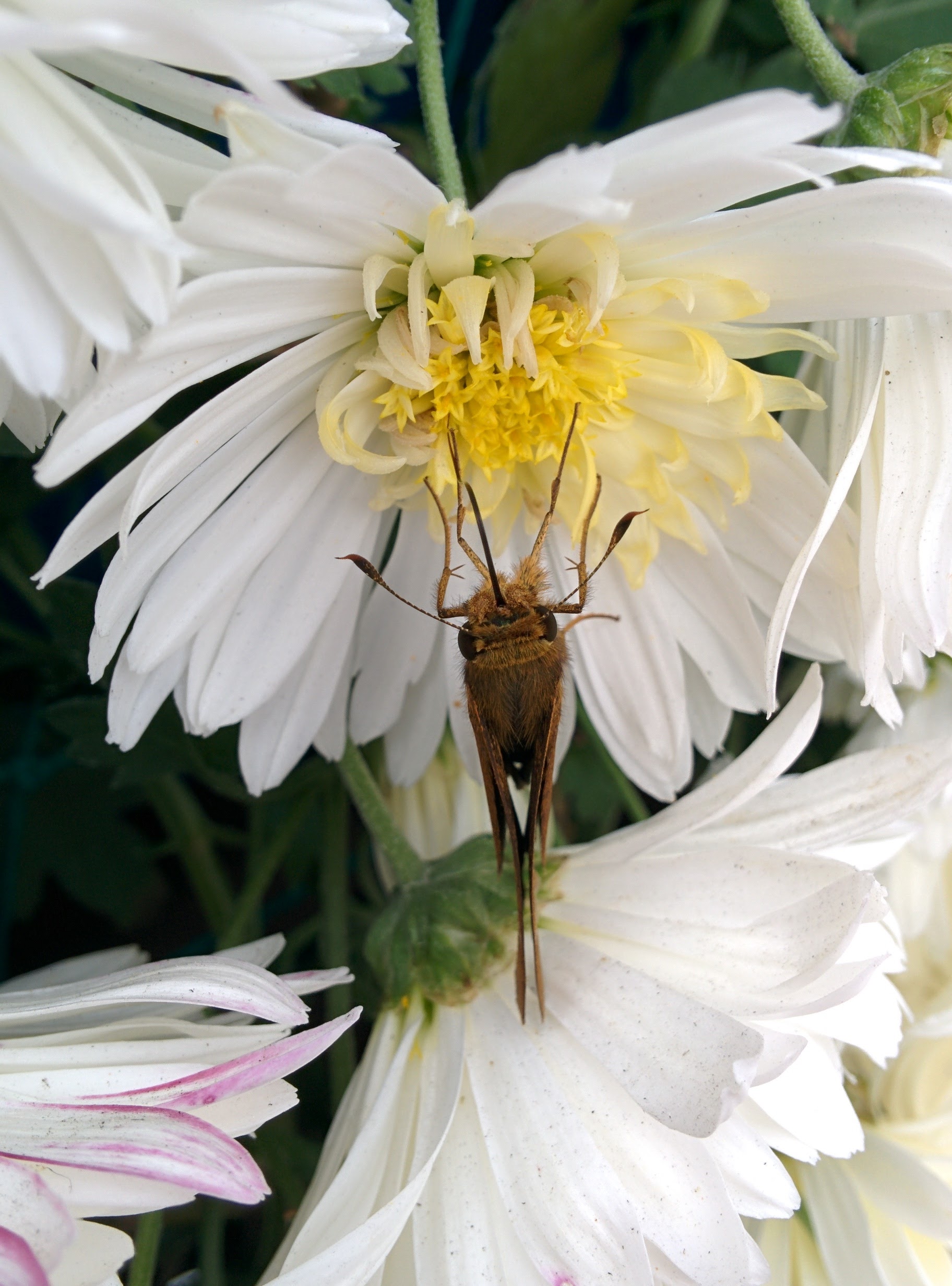 IMG_20151024_125951.jpg 하얀색 국화꽃 찾은 줄점팔랑나비