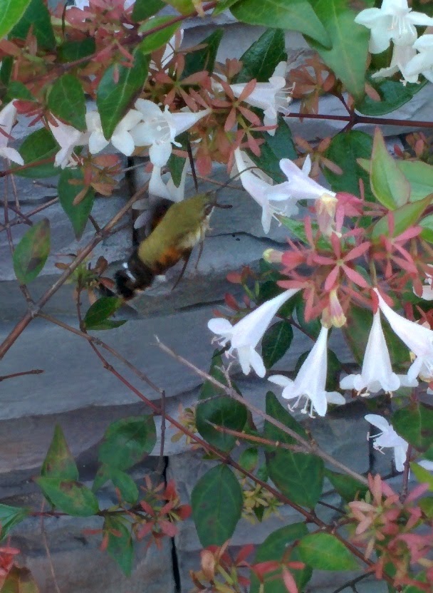 IMG_20151006_130358.jpg 꽃댕강나무의 하얀색 꽃을 찾은 벌새나방 (꼬리박각시)