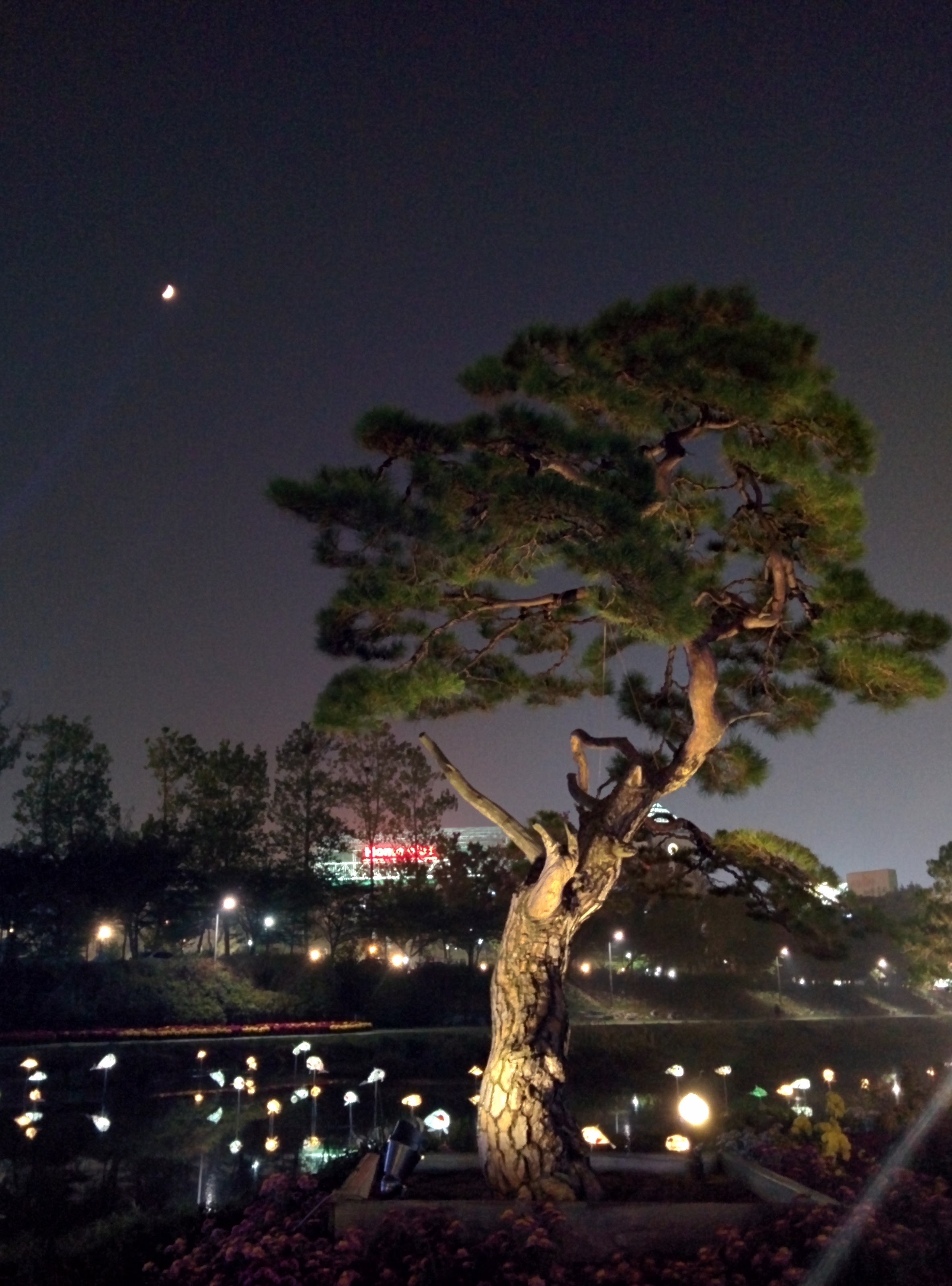 IMG_20151020_191827.jpg 유성국화전시회 야경, 달과 소나무