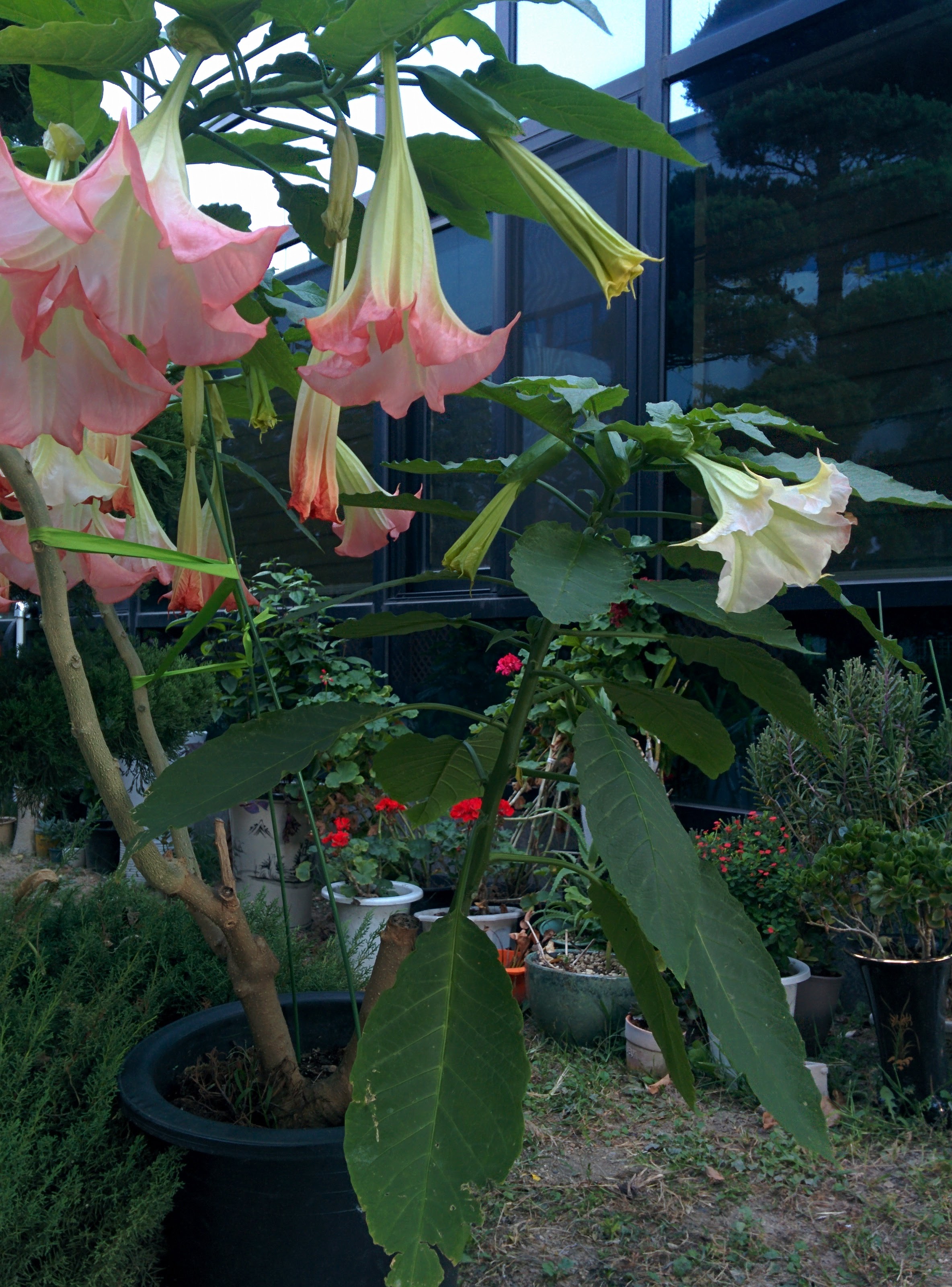 IMG_20150924_180858.jpg 분홍색 꽃이 핀 천사의 나팔