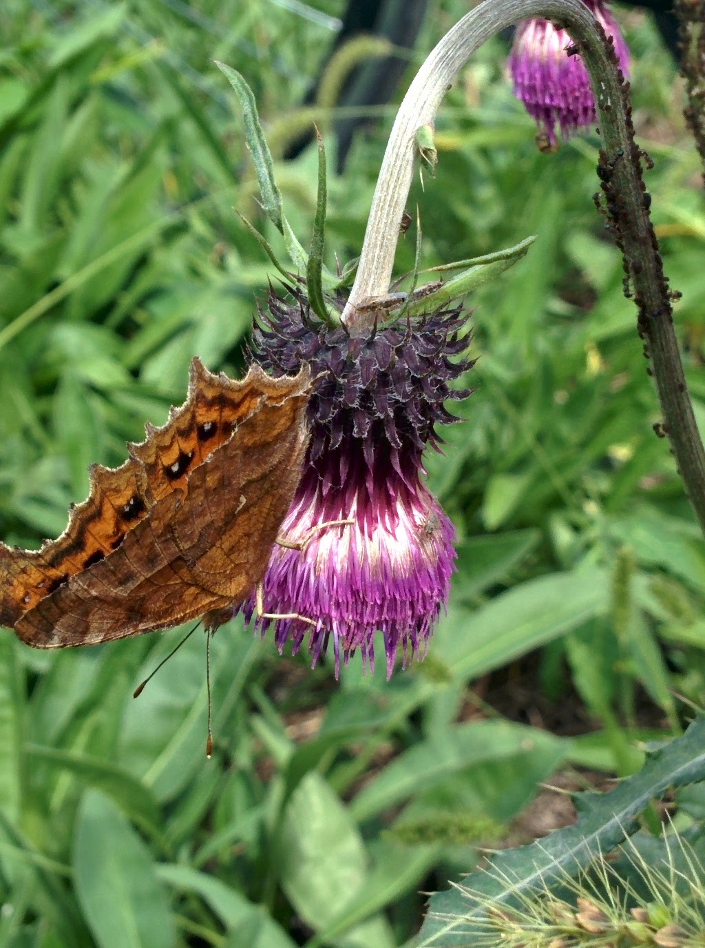 IMG_20150930_114611.jpg 엉겅퀴 꽃을 찾은 네발나비