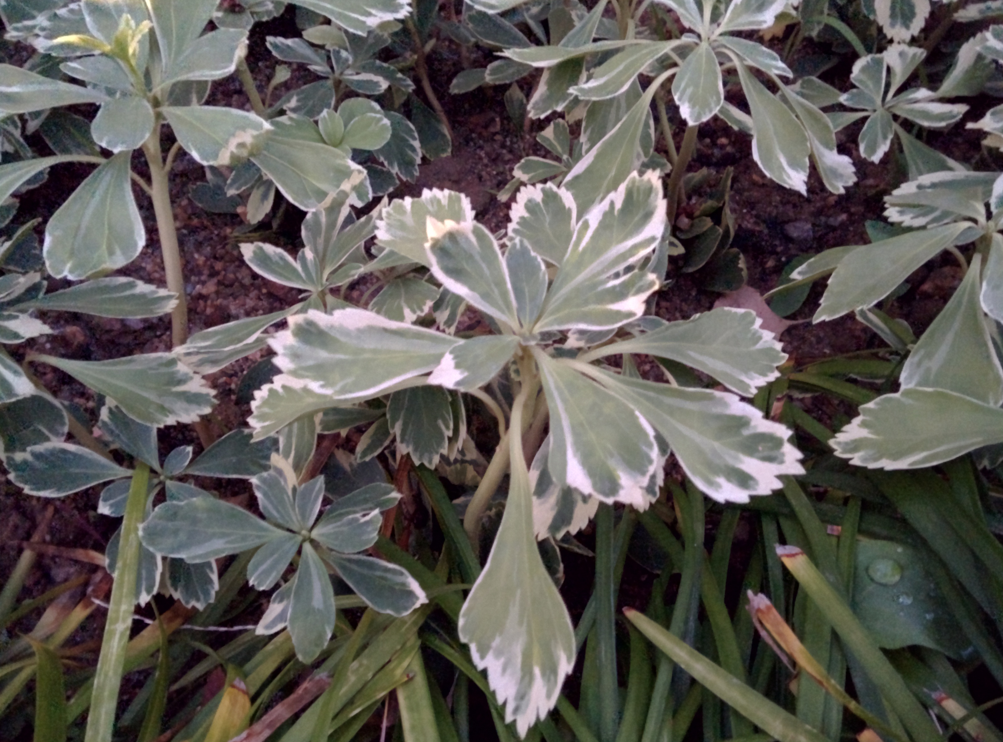 IMG_20151110_064843.jpg 잎 테두리가 하얀 수호초, 무늬수호초