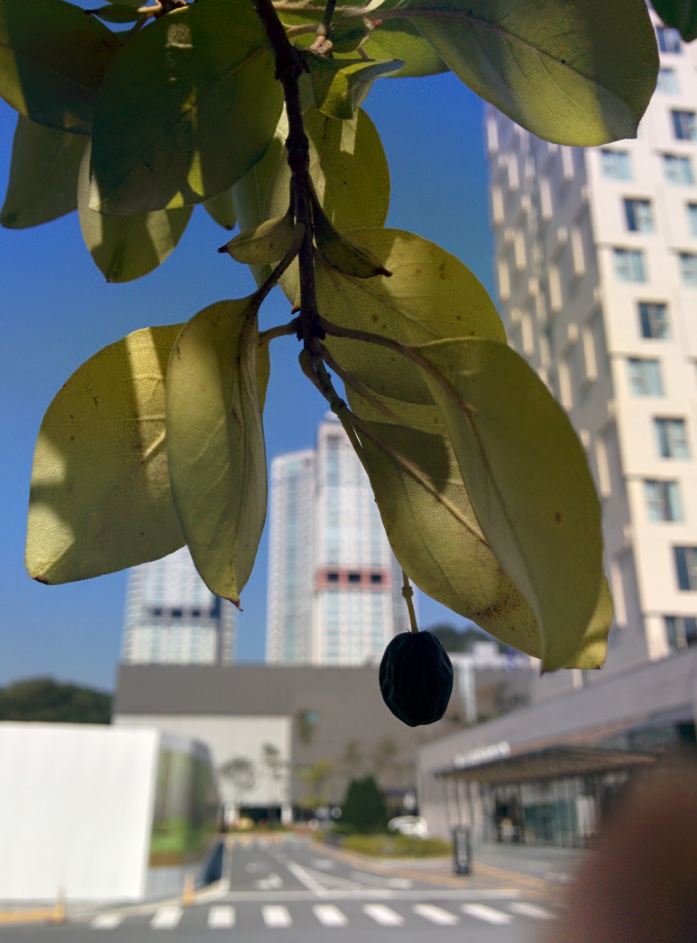 IMG_20151006_124628.jpg 블루베리를 닮은 검은색 열매가 열린 가로수, 이팝나무