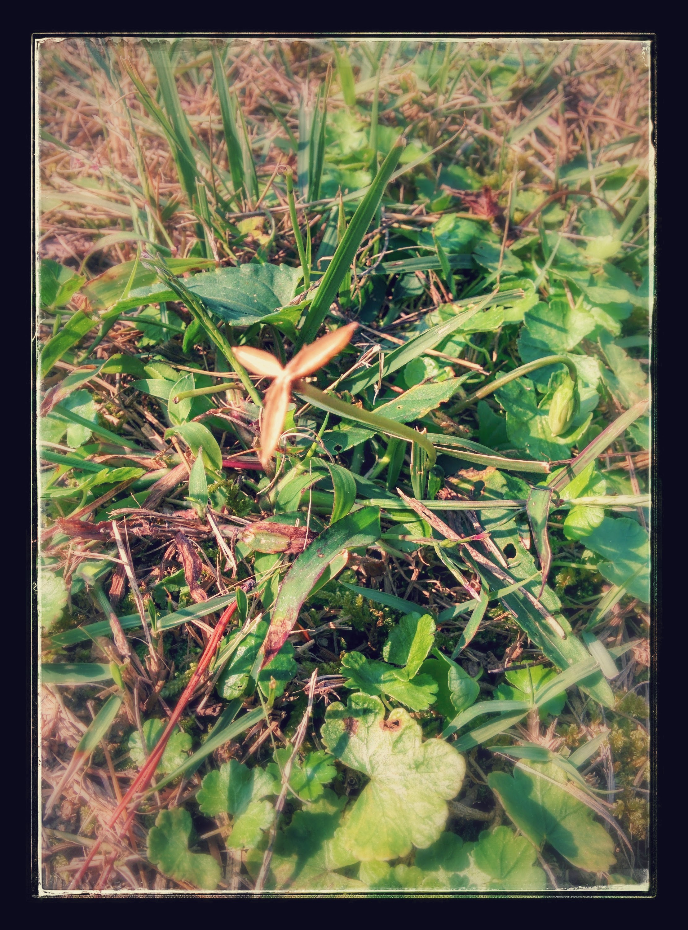 IMG_20151029_122427-EFFECTS.jpg 잔디밭 바닥에서 얕게 잎이 자라는 들풀... 땅에 붙어 자라는 피막이