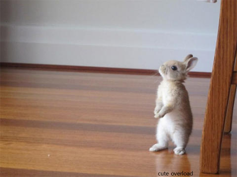 bunnystanding1.jpg