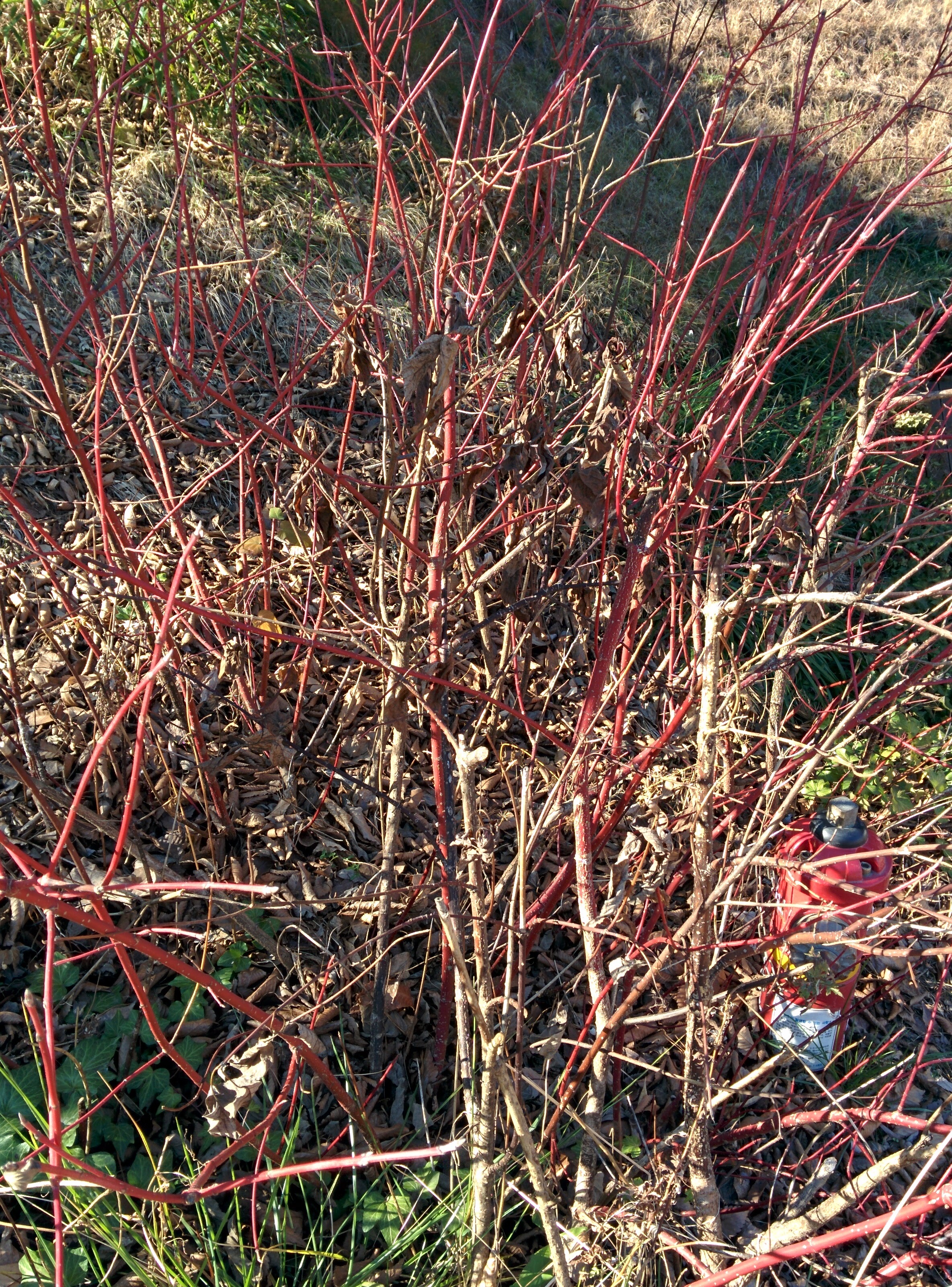 IMG_20151228_140751.jpg 붉은색 줄기가 특이한 겨울의 흰말채나무