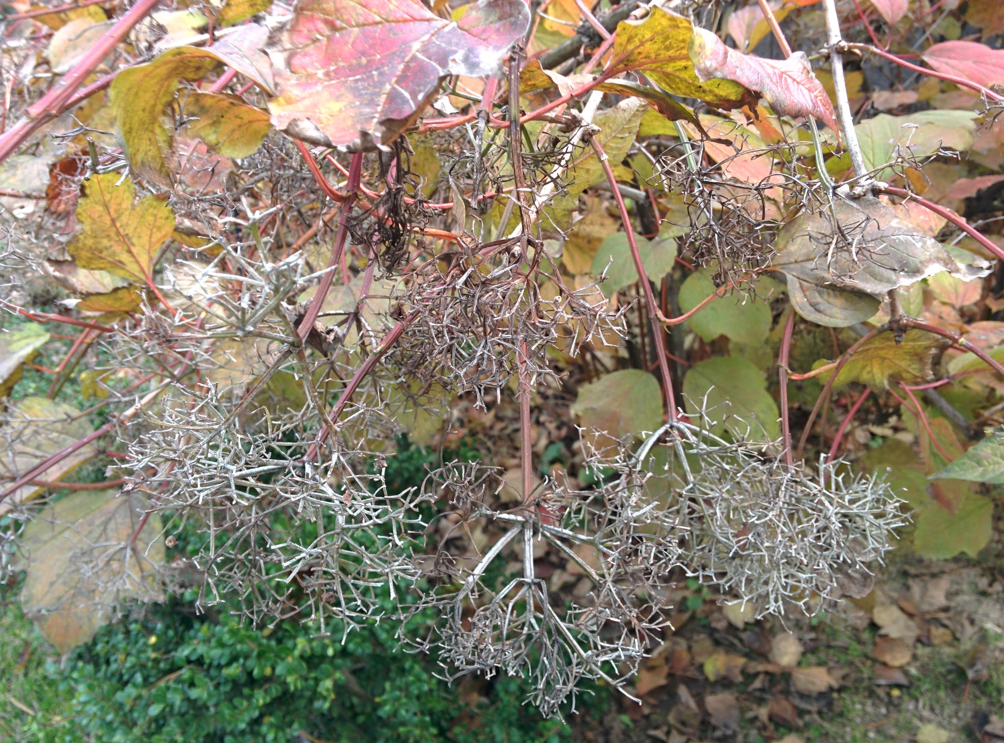 IMG_20151106_135035.jpg 꽃대를 꽃처럼 피운 불두화(佛頭花)