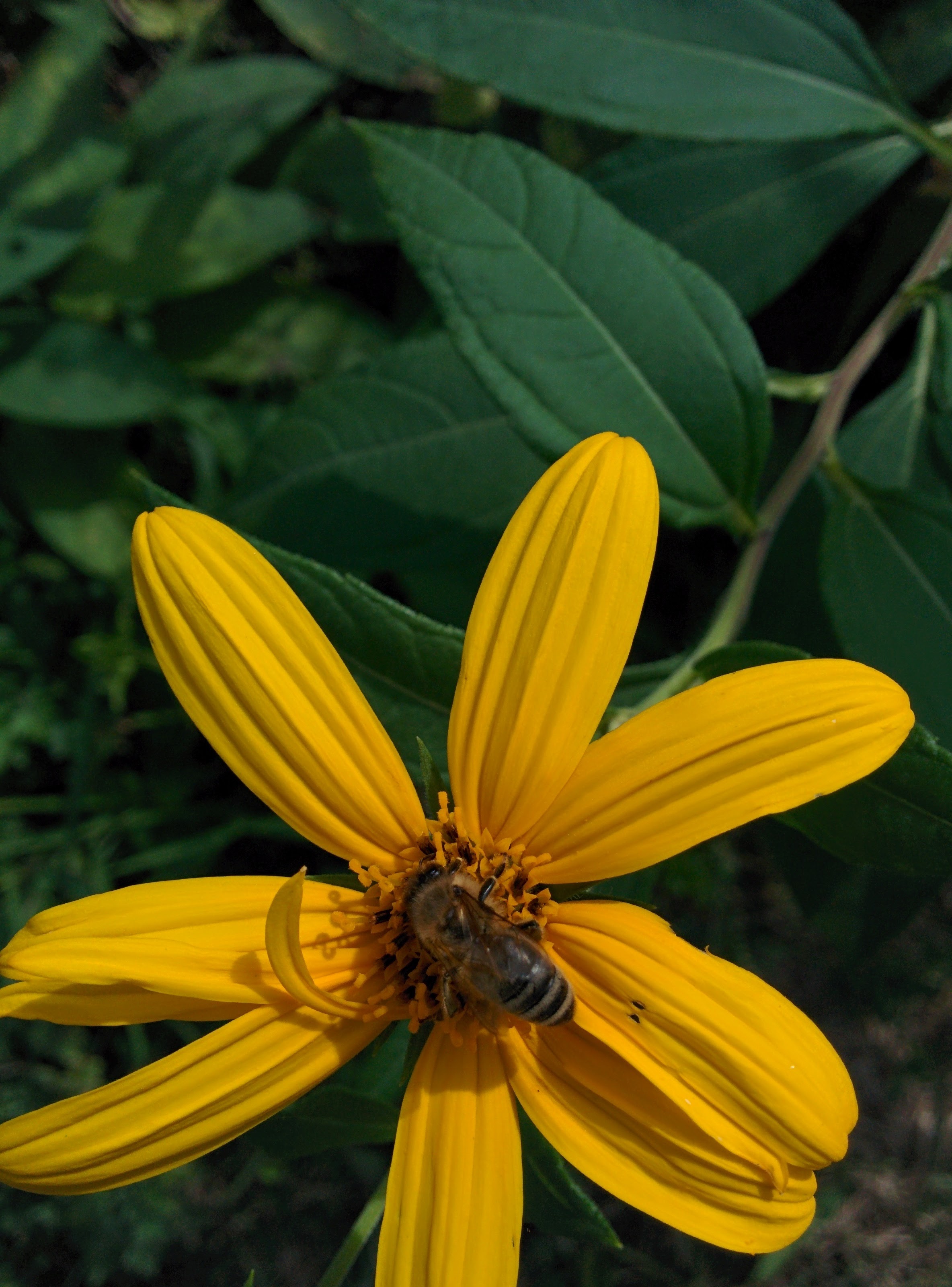 IMG_20151004_113931.jpg 노란색 뚱딴지 꽃을 찾은 재래꿀벌