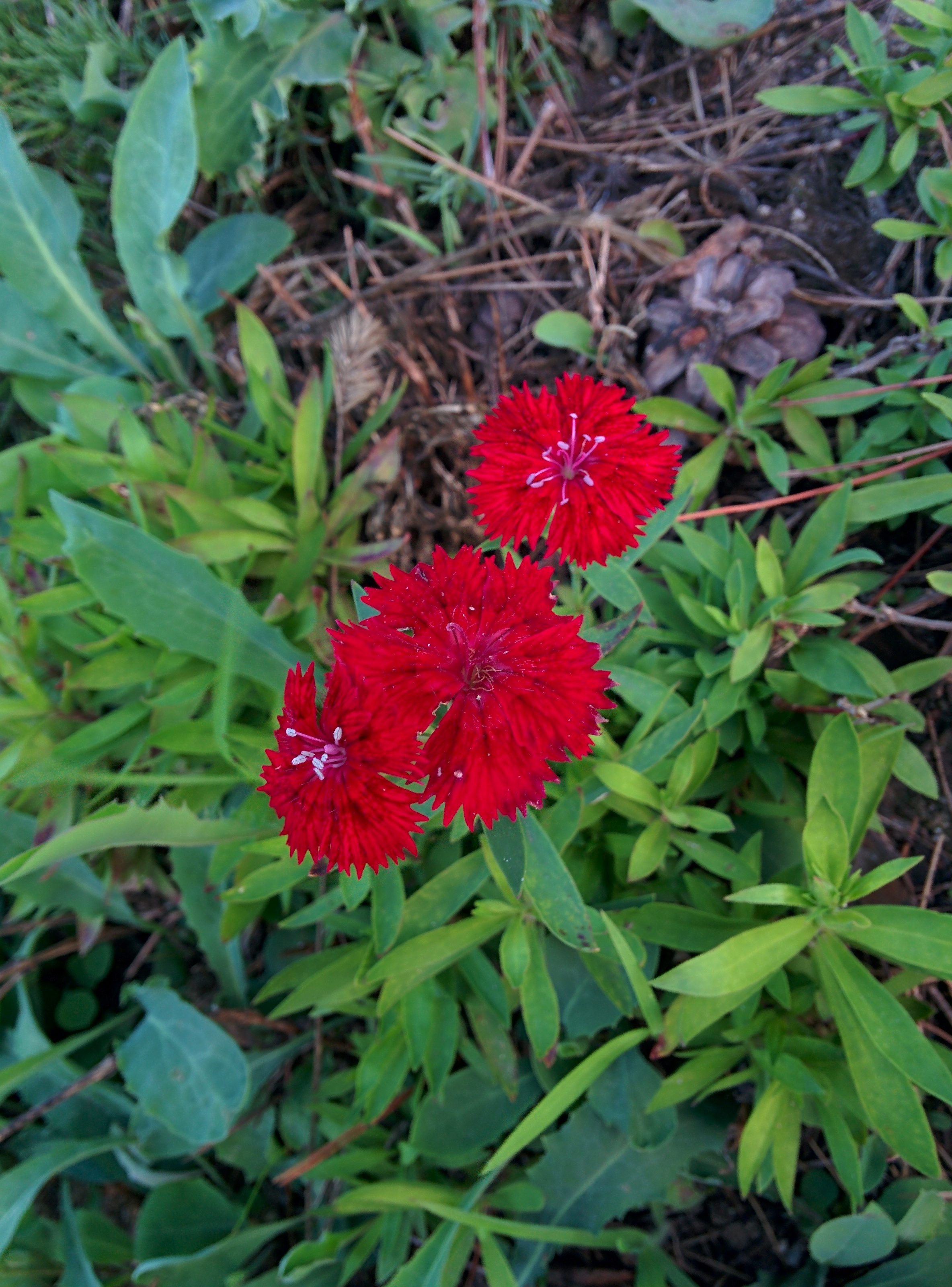 IMG_20150830_184440.jpg 들꽃처럼 자라는 카네이션 붉은 꽃