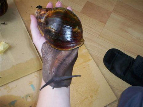 bigsnail206.jpg