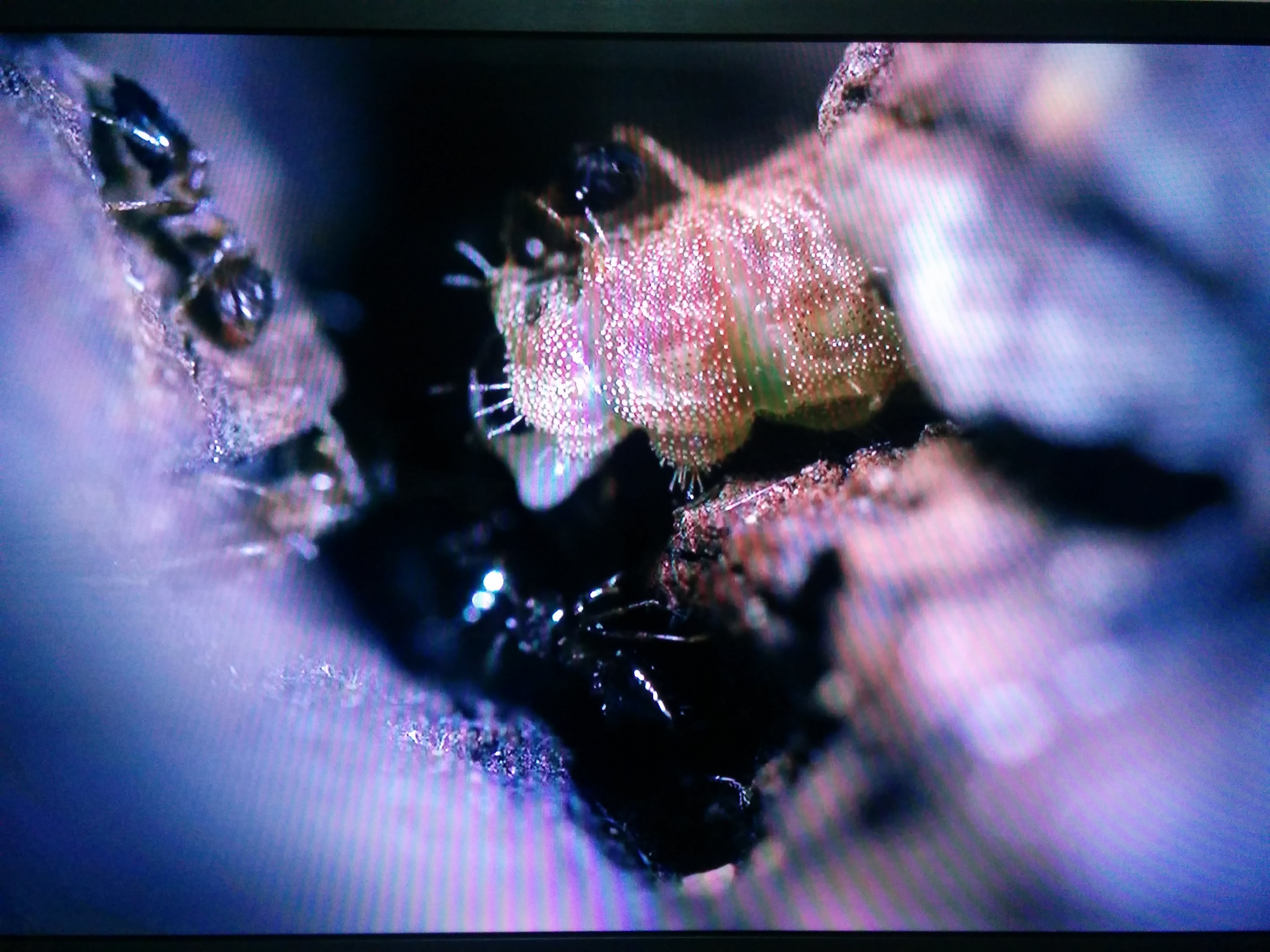 IMG_20151011_210152.jpg 쌍꼬리부전나비 애벌레를 돌보는 마쓰무라꼬리치레개미