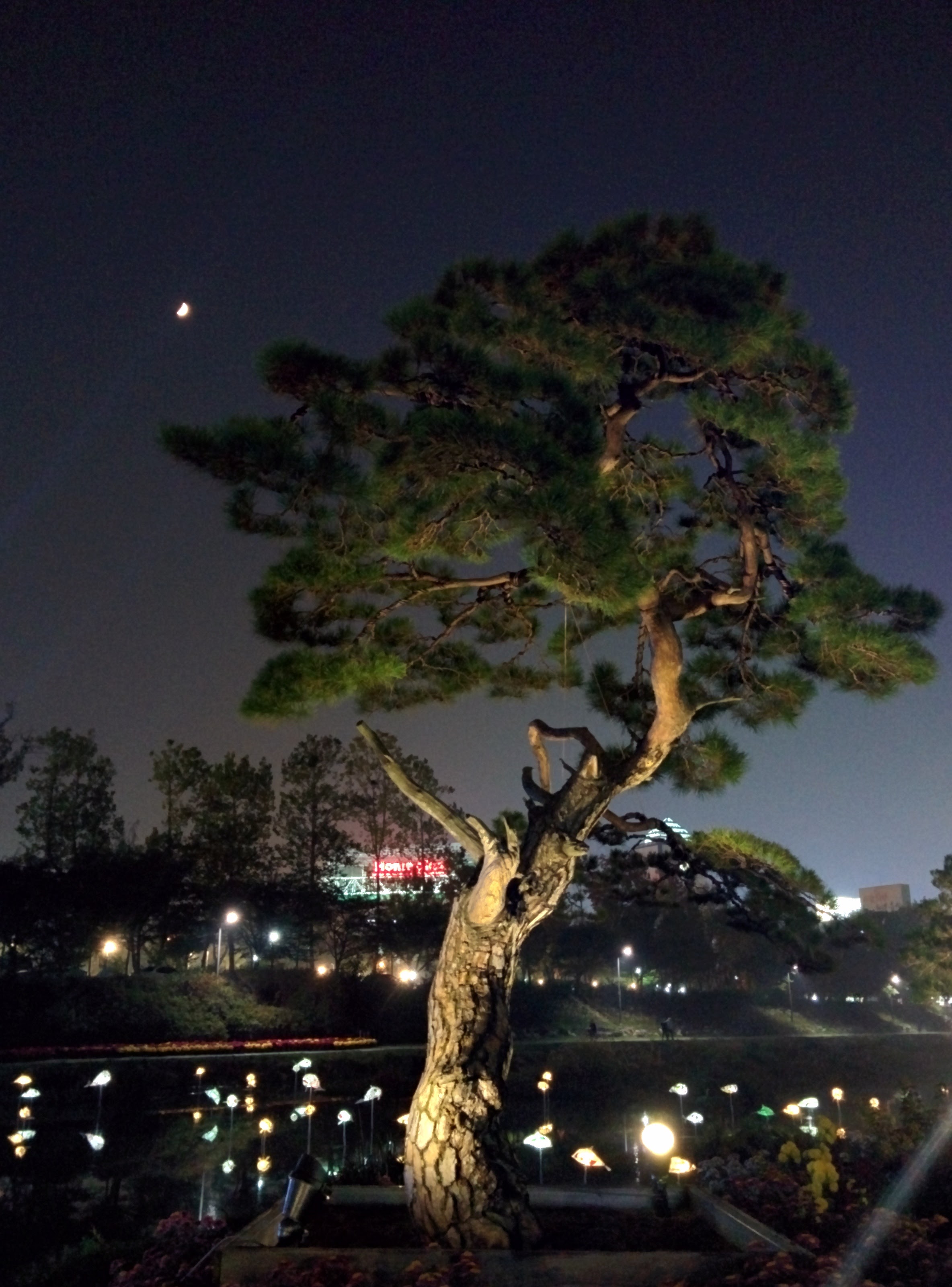 IMG_20151020_191854.jpg 유성국화전시회 야경, 달과 소나무
