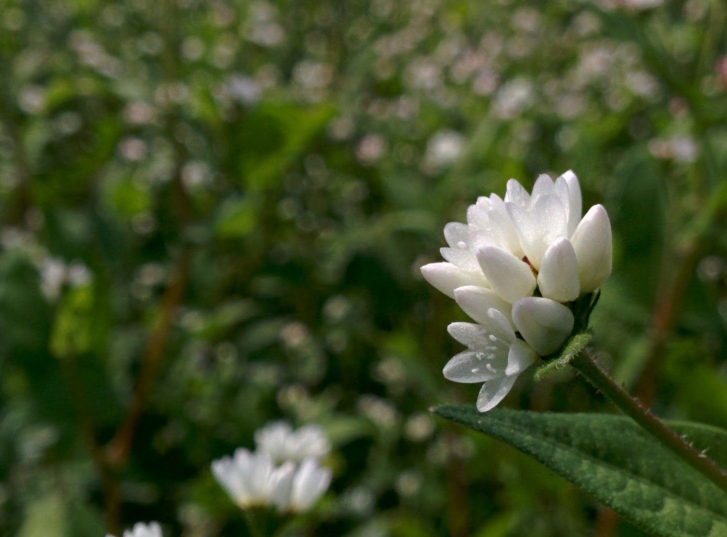 IMG_20150920_123757.jpg 작고 예쁜 하얀 꽃이 잔뜩... 고마리밭