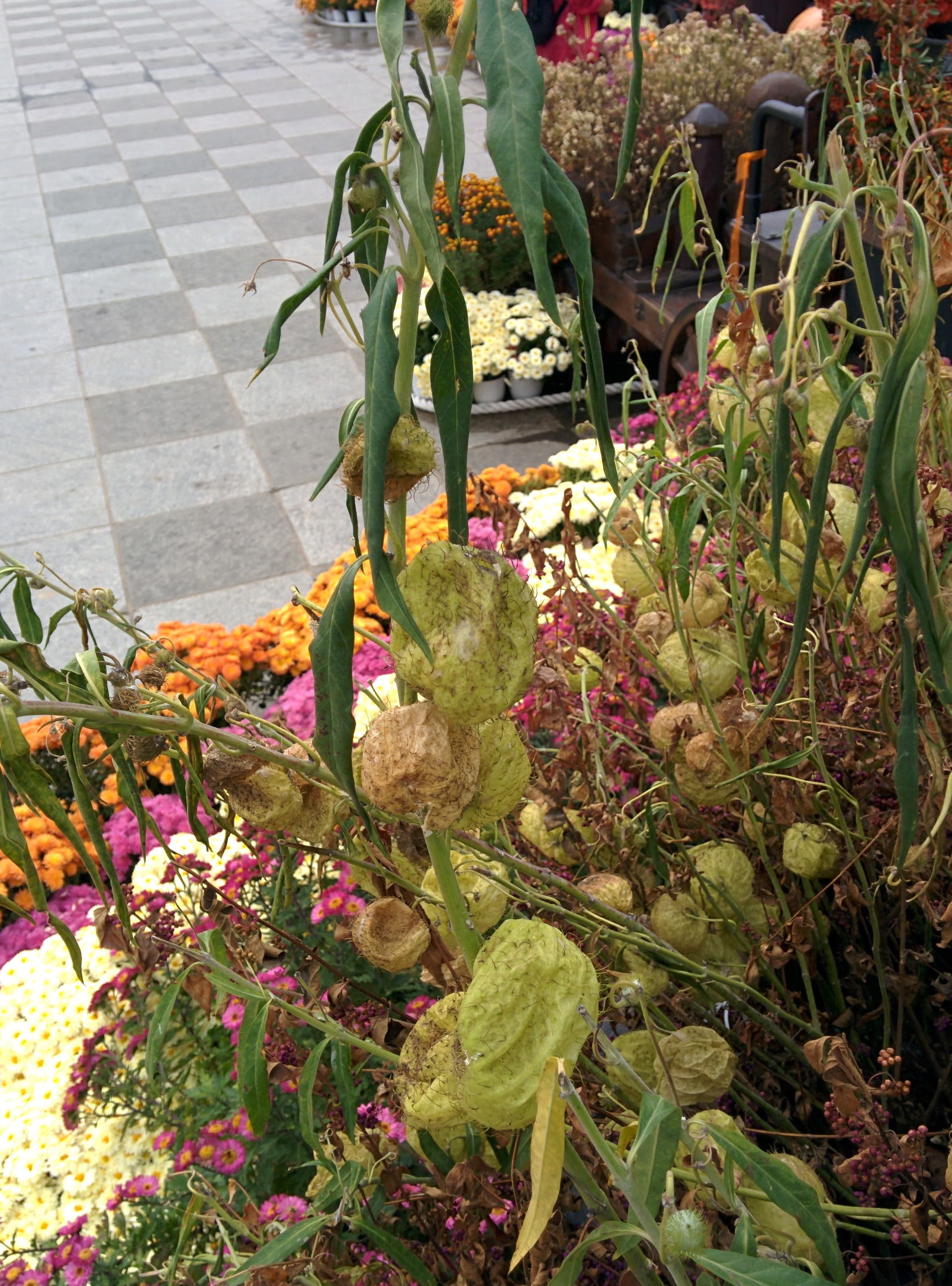 IMG_20151024_130448.jpg 털이 숭숭 달린 풍선 열매... 백조초