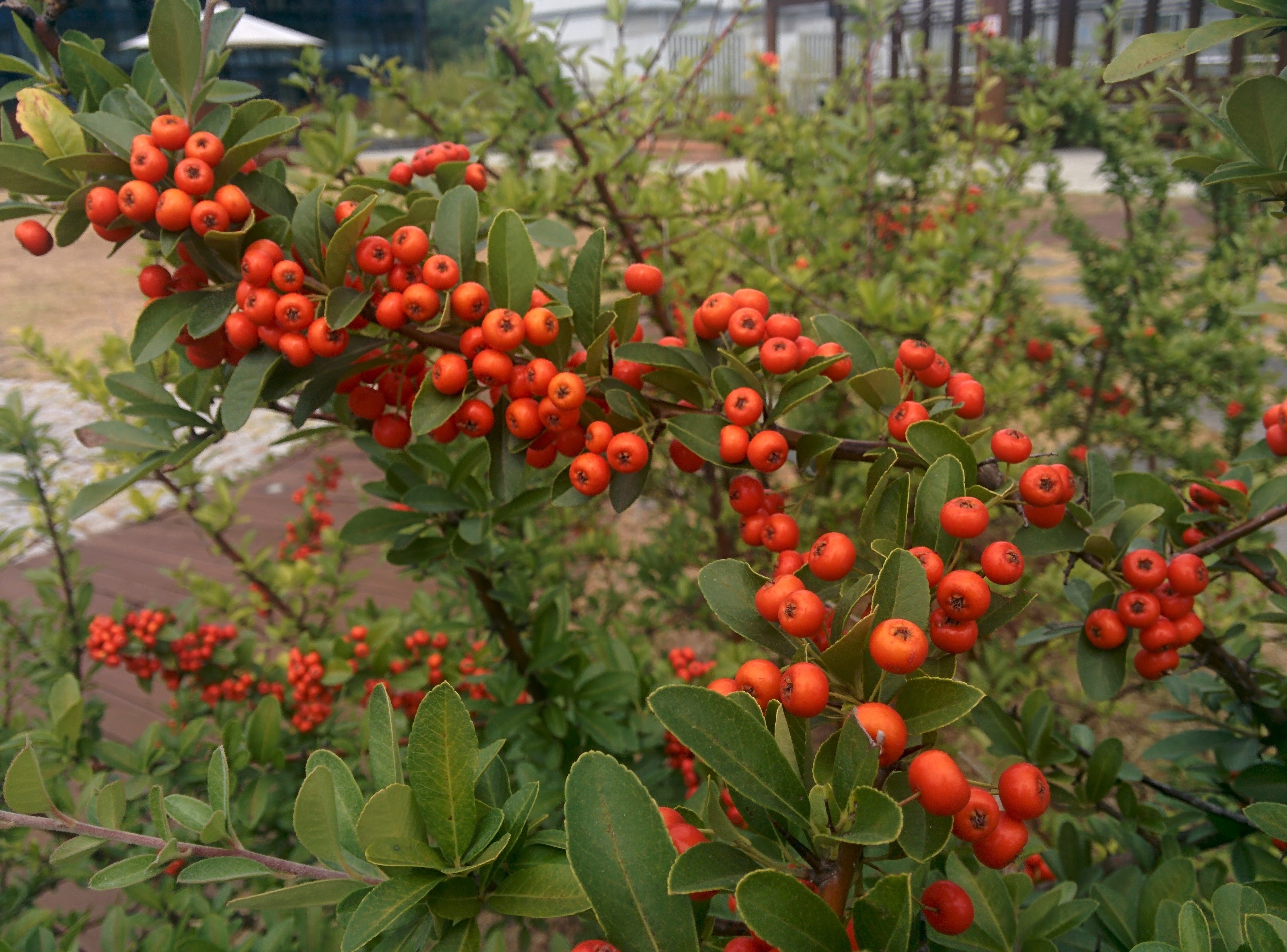 IMG_20150925_124857.jpg 마가목과 비슷하게 생긴 붉은색 열매를 맺는 피라칸다(피라칸사스)