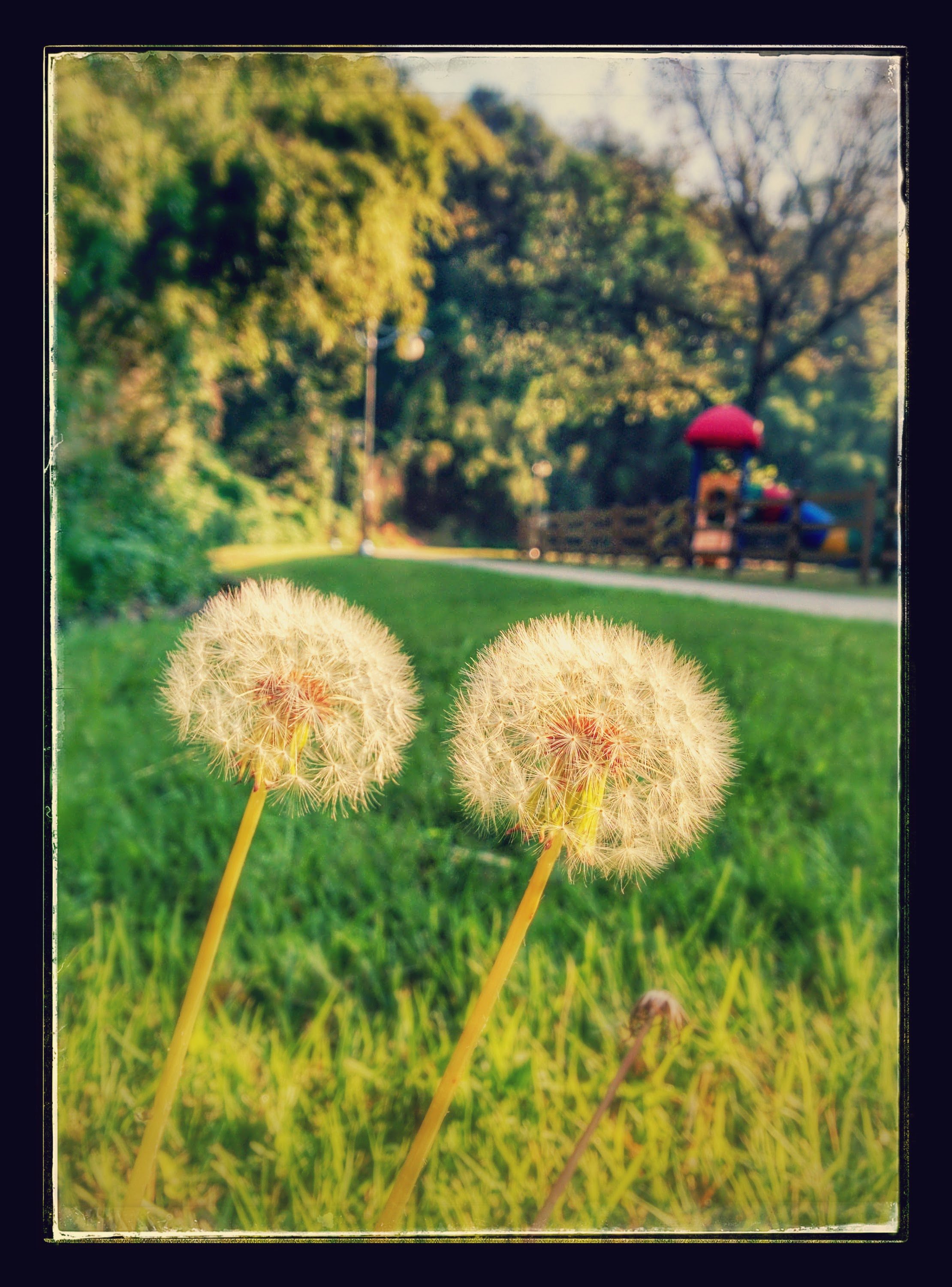 IMG_20140922_082308-EFFECTS.jpg 공처럼 둥근 서양민들레 씨앗 뭉치